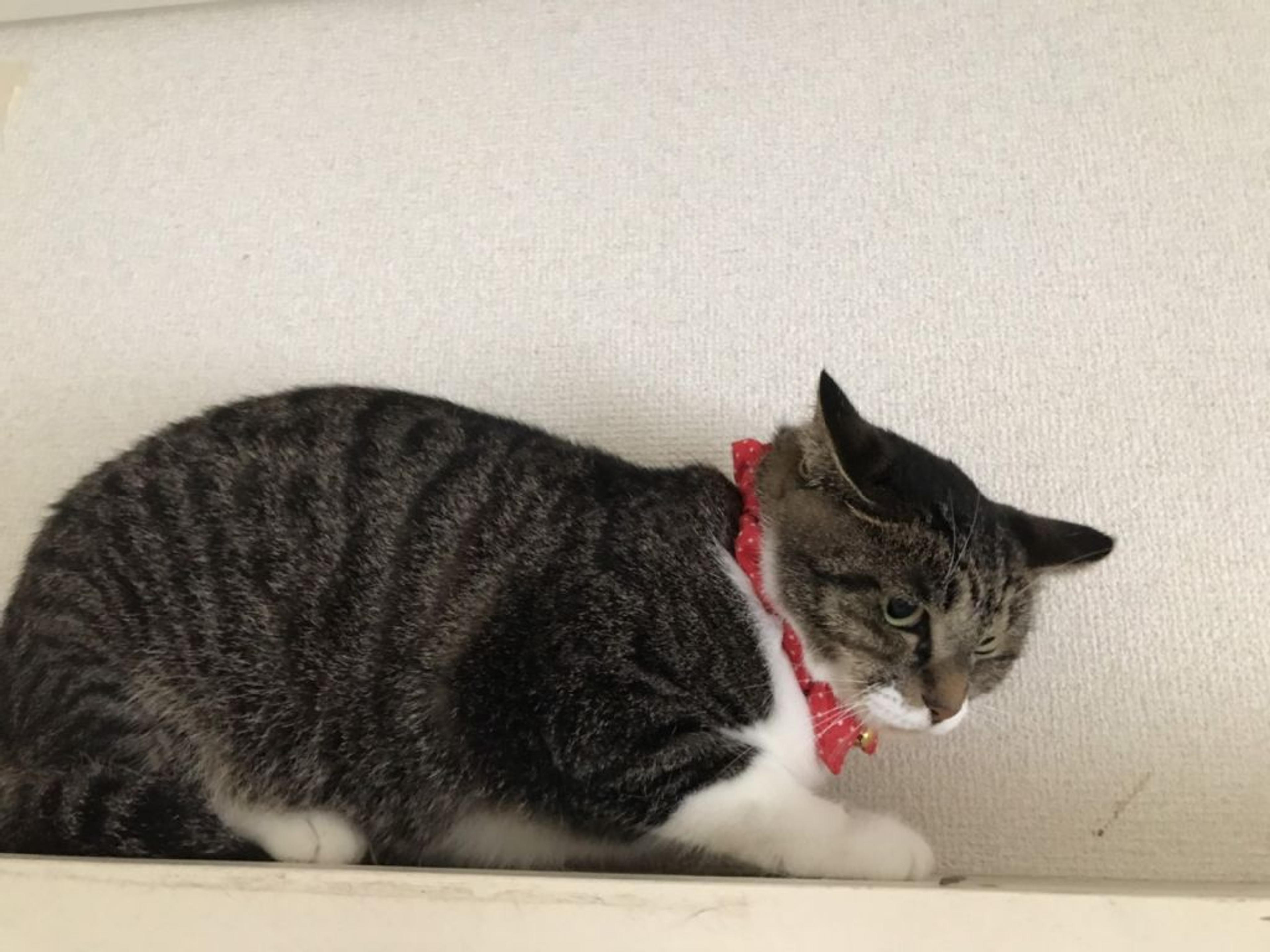 pet-image-2