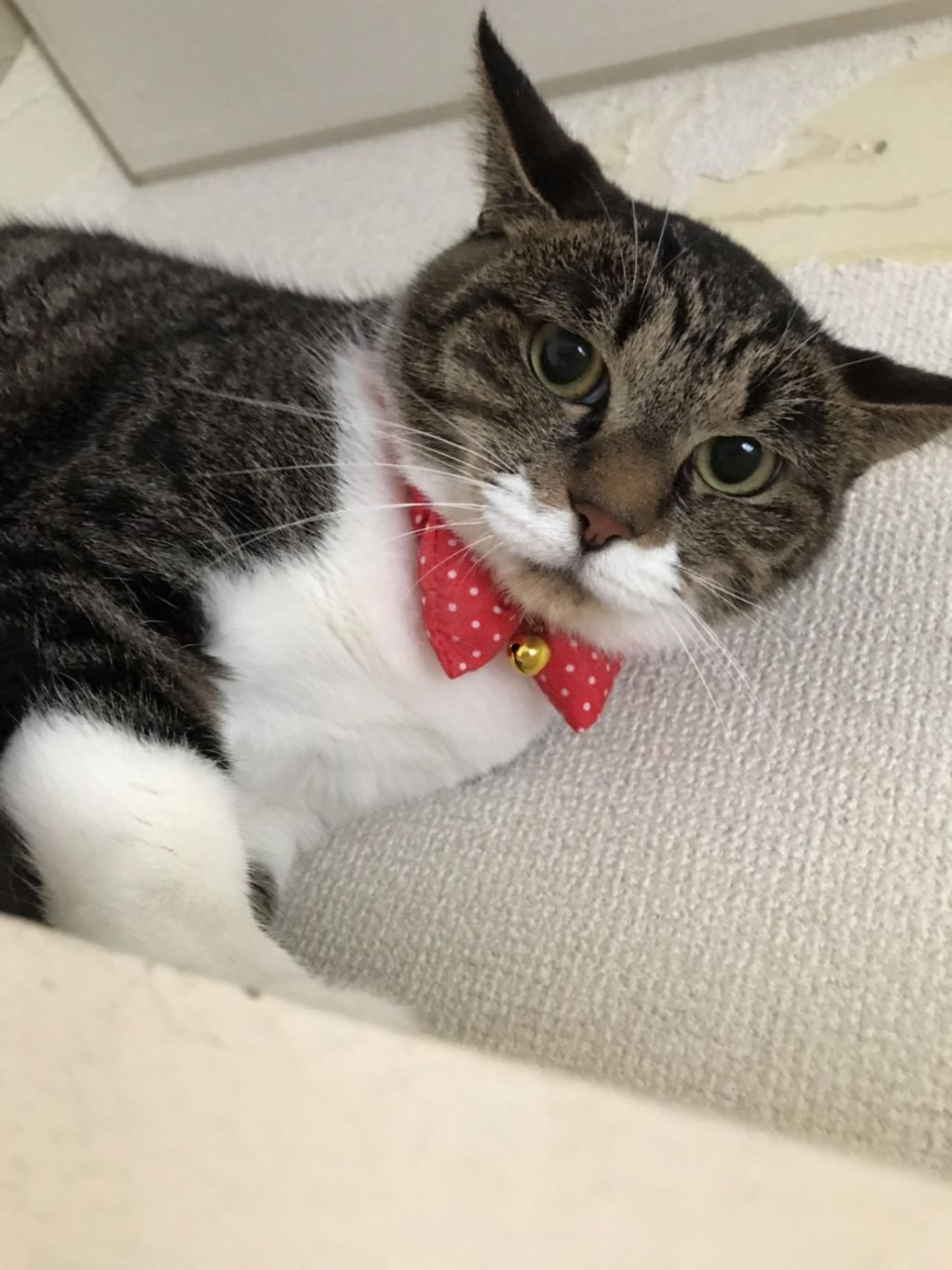 pet-image-3