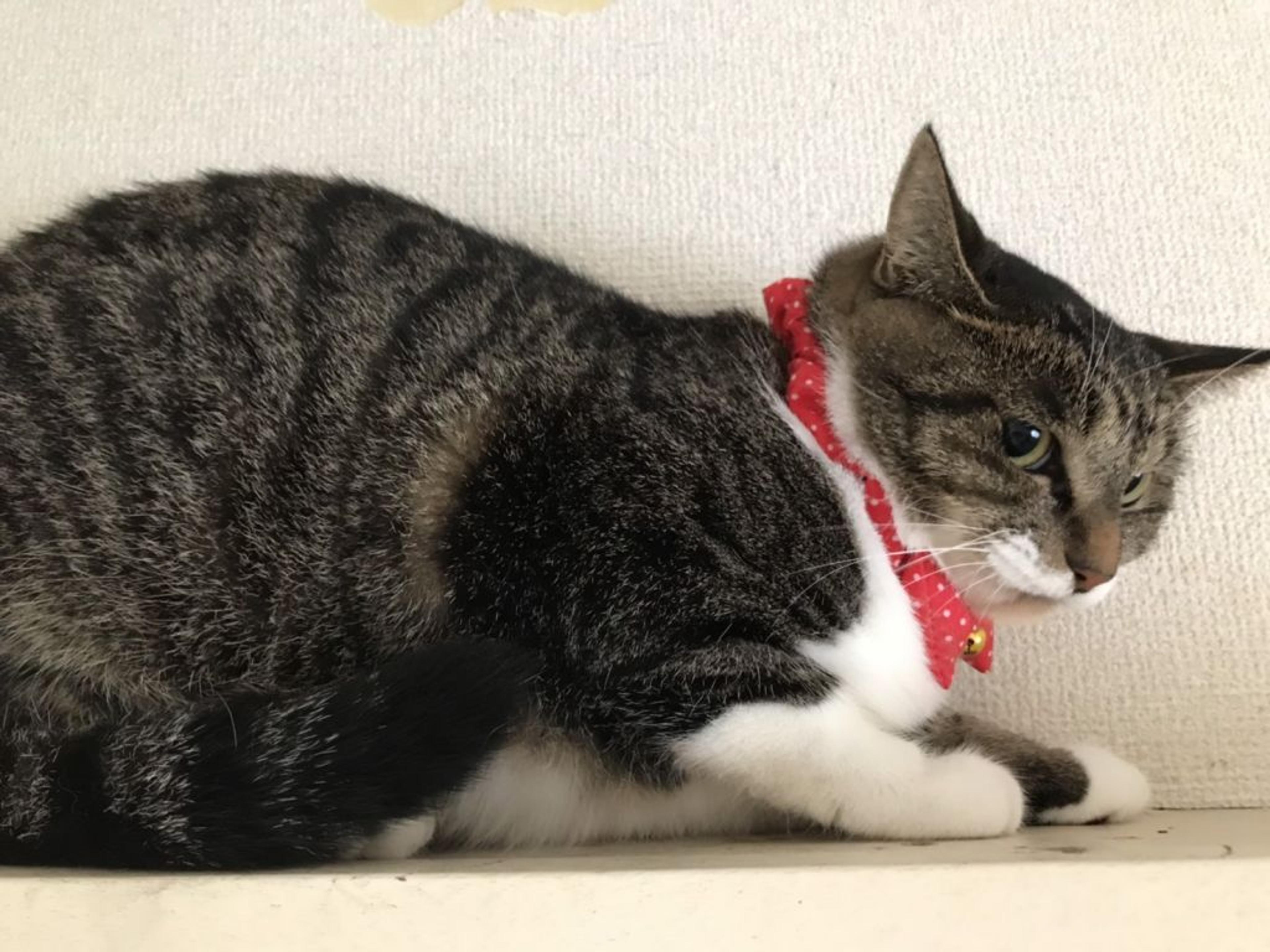pet-image-4