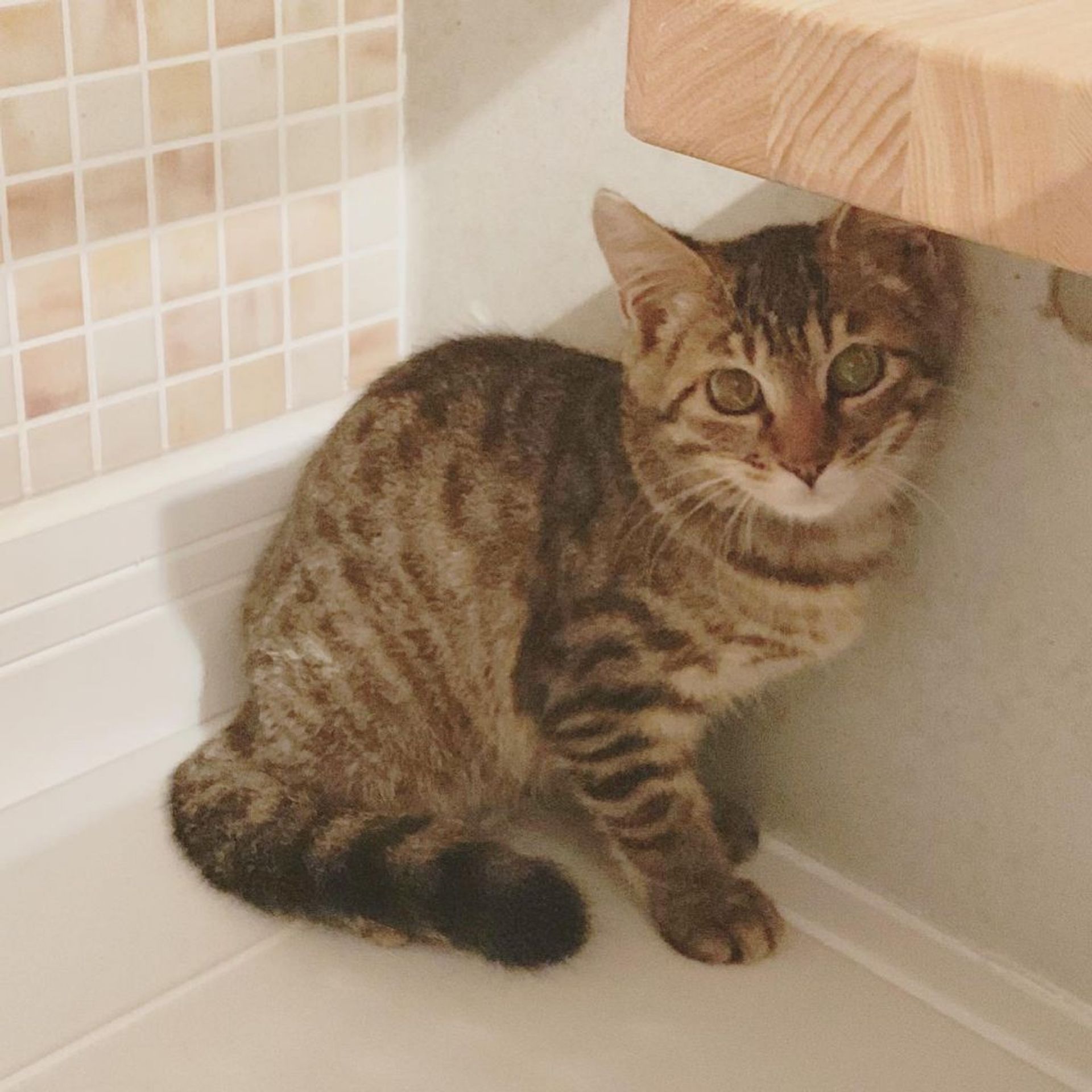雑種（ミックス猫）・オスの里親募集の写真