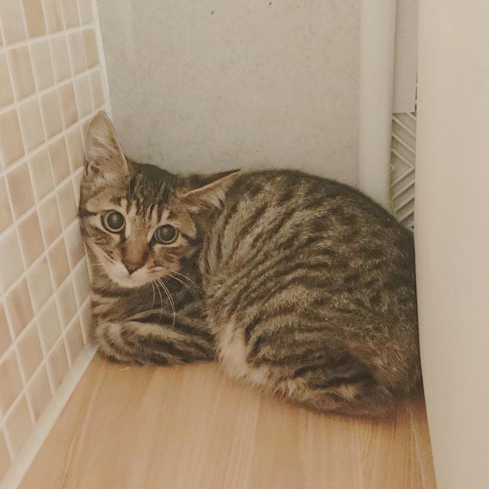 pet-image-2