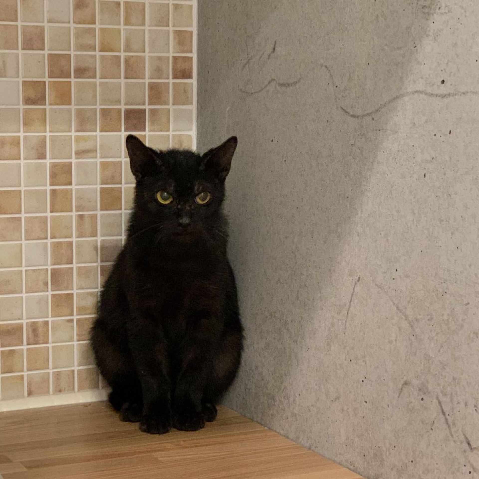 雑種（ミックス猫）・オスの里親募集の写真