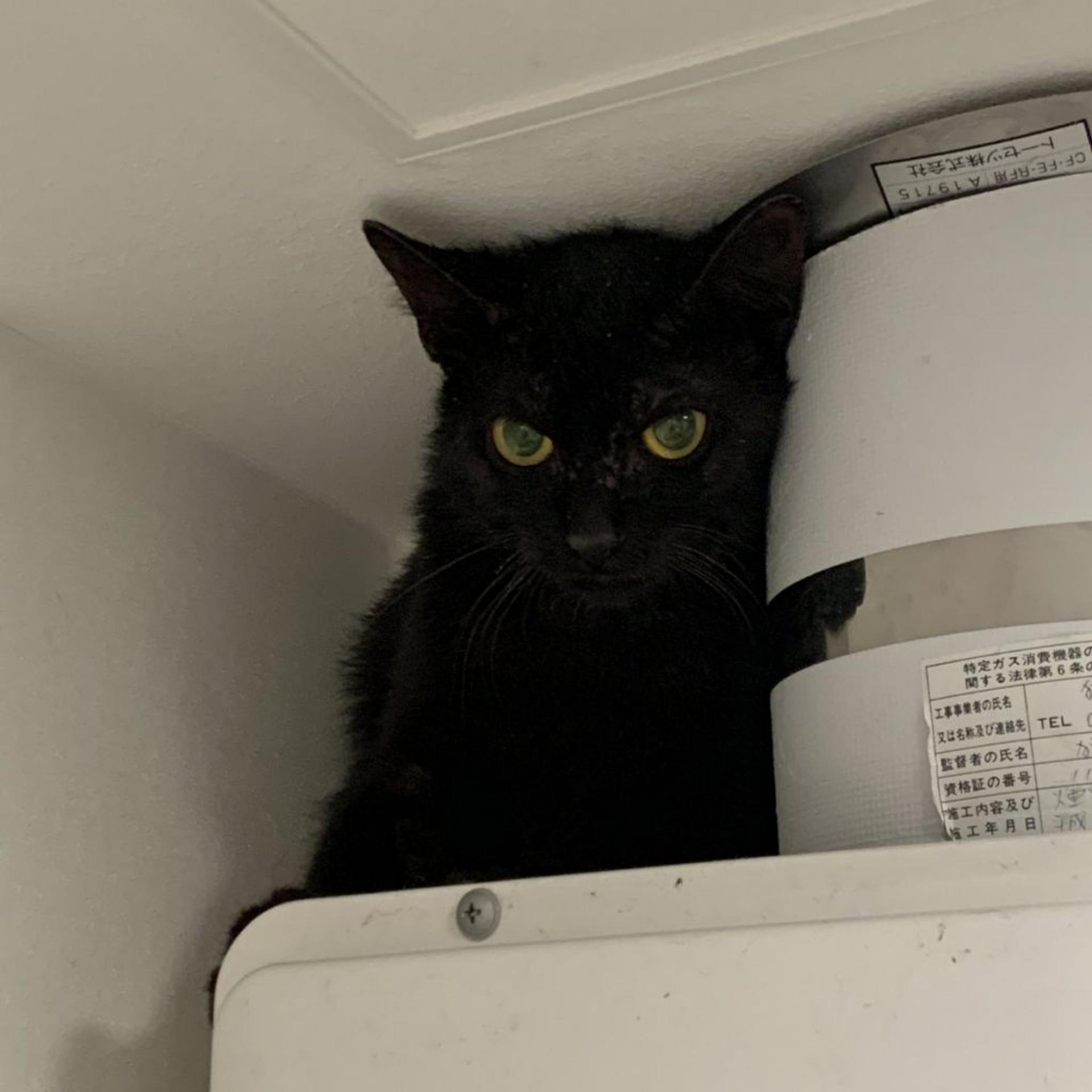 pet-image-3