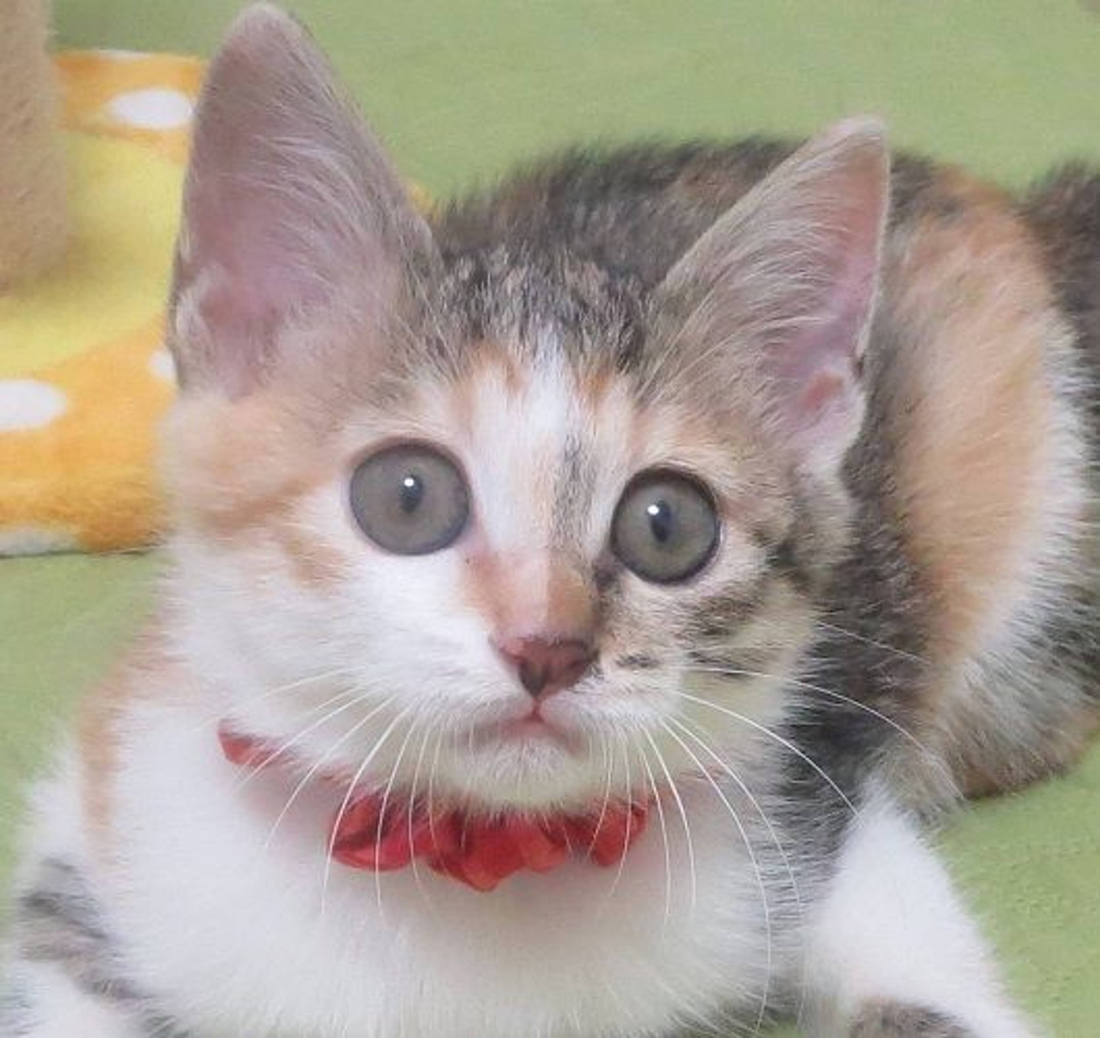 日本猫・メスの里親募集の写真