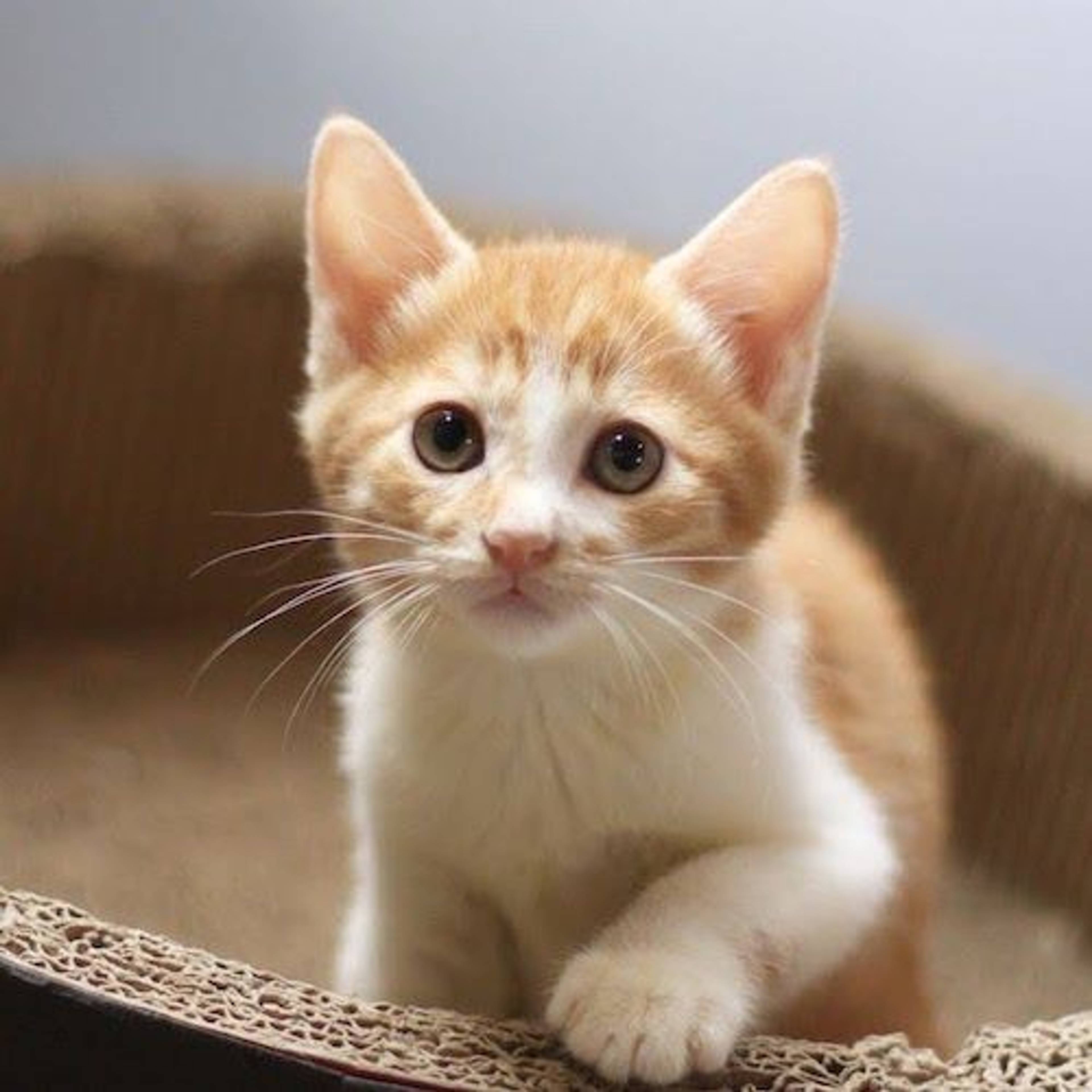 雑種（ミックス猫）・オスの里親募集の写真