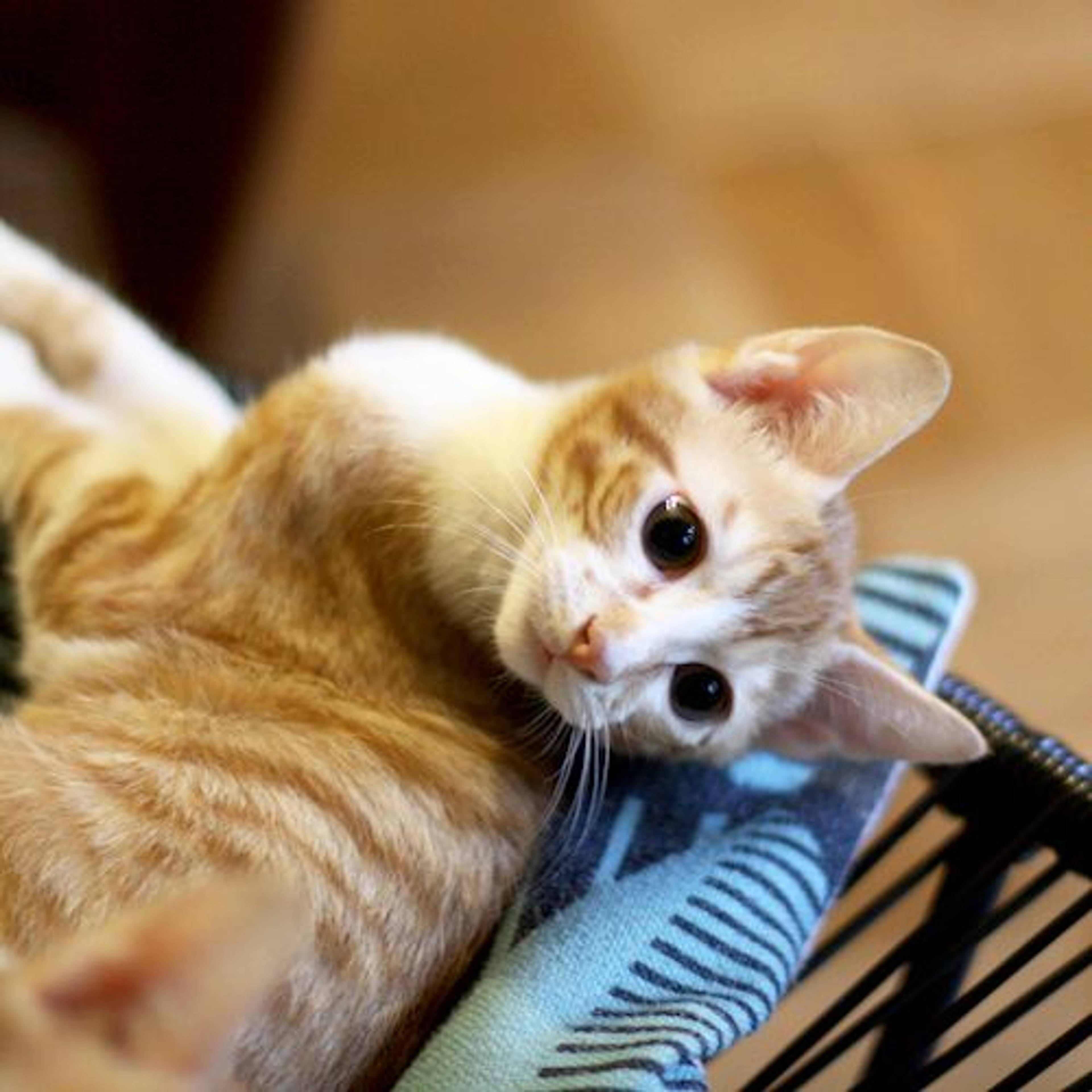 雑種（ミックス猫）・オスの里親募集の写真