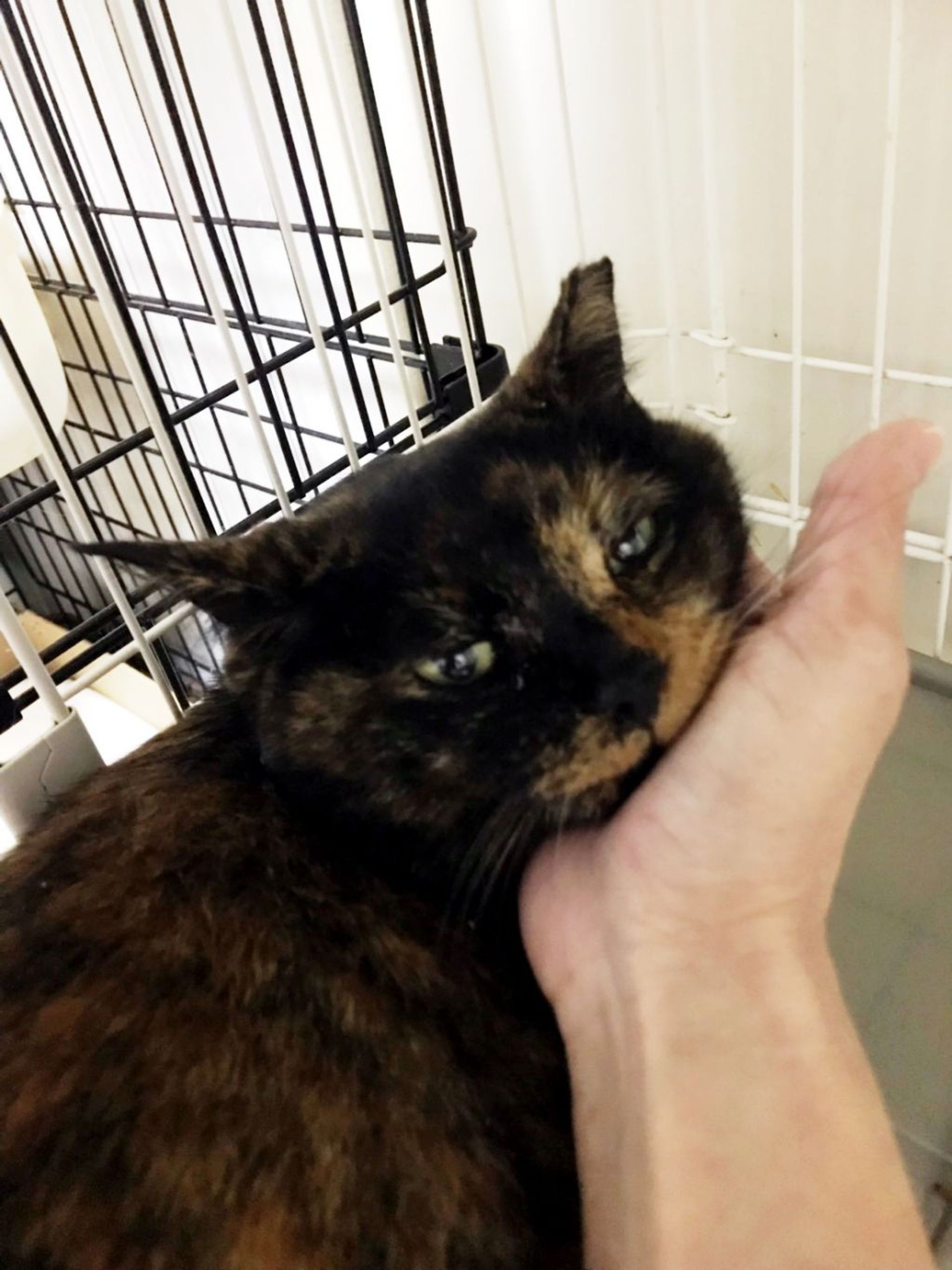 雑種（ミックス猫）・メスの里親募集の写真