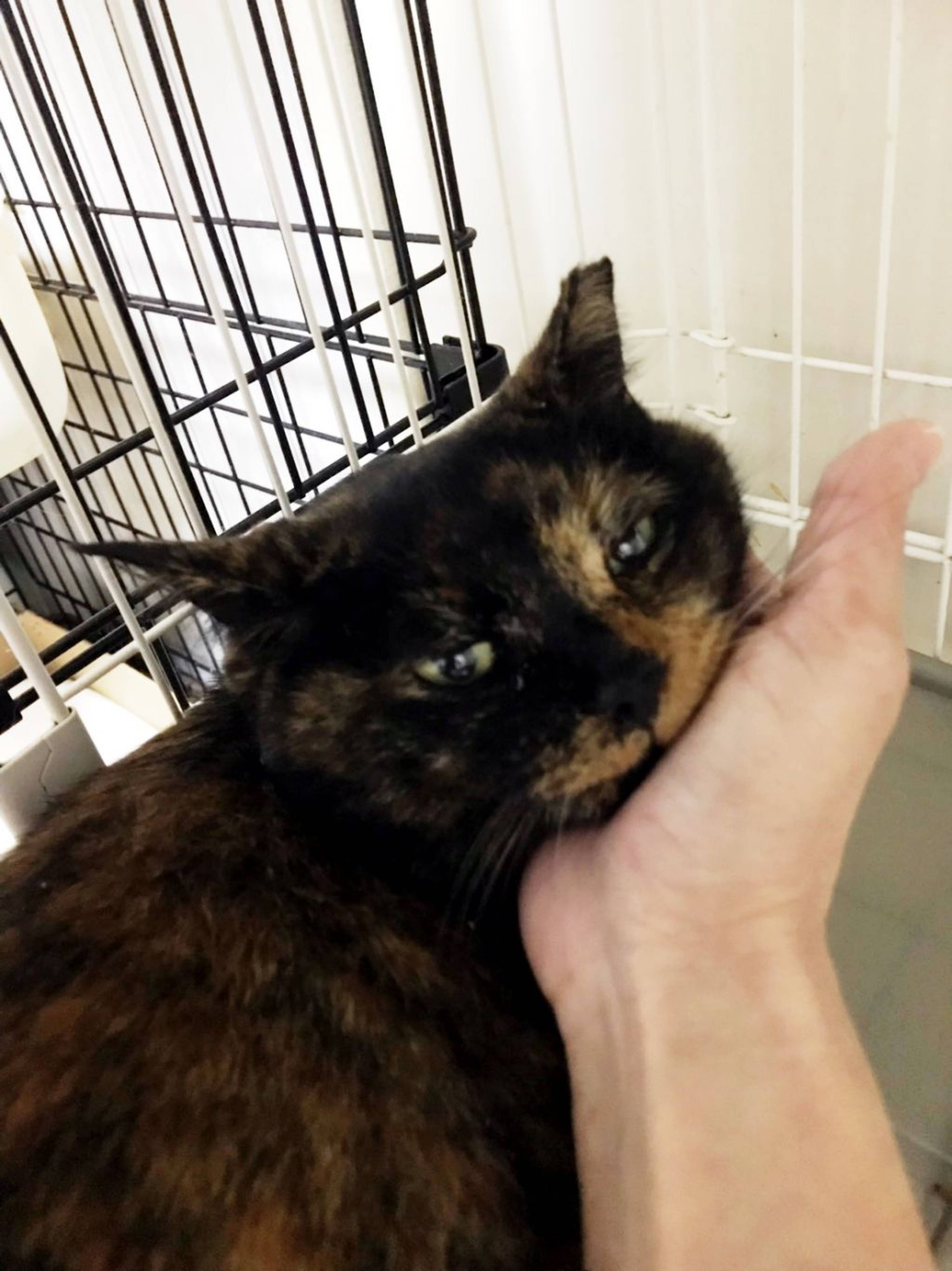雑種（ミックス猫）・メスの里親募集の写真