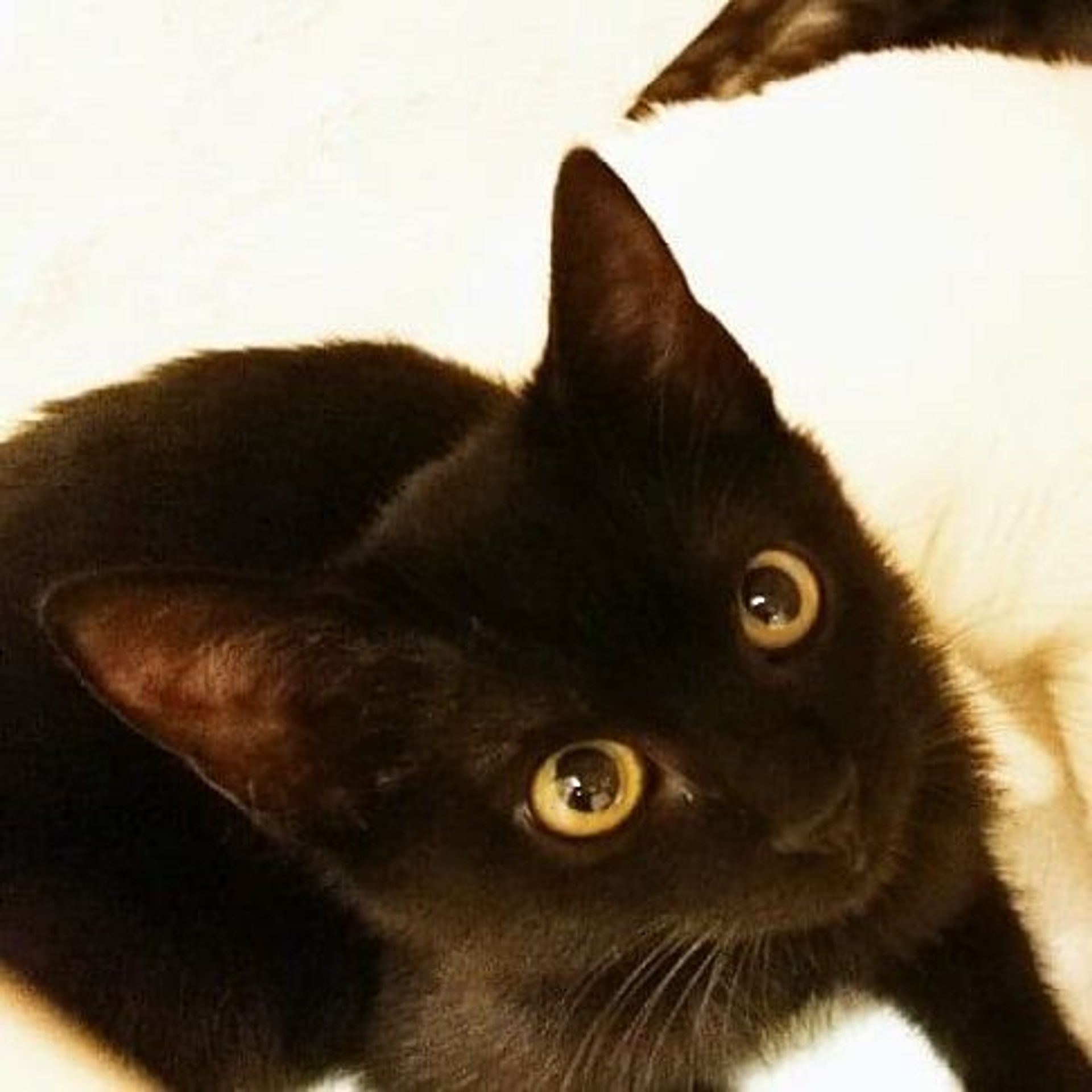 雑種（ミックス猫）・メスの里親募集の写真