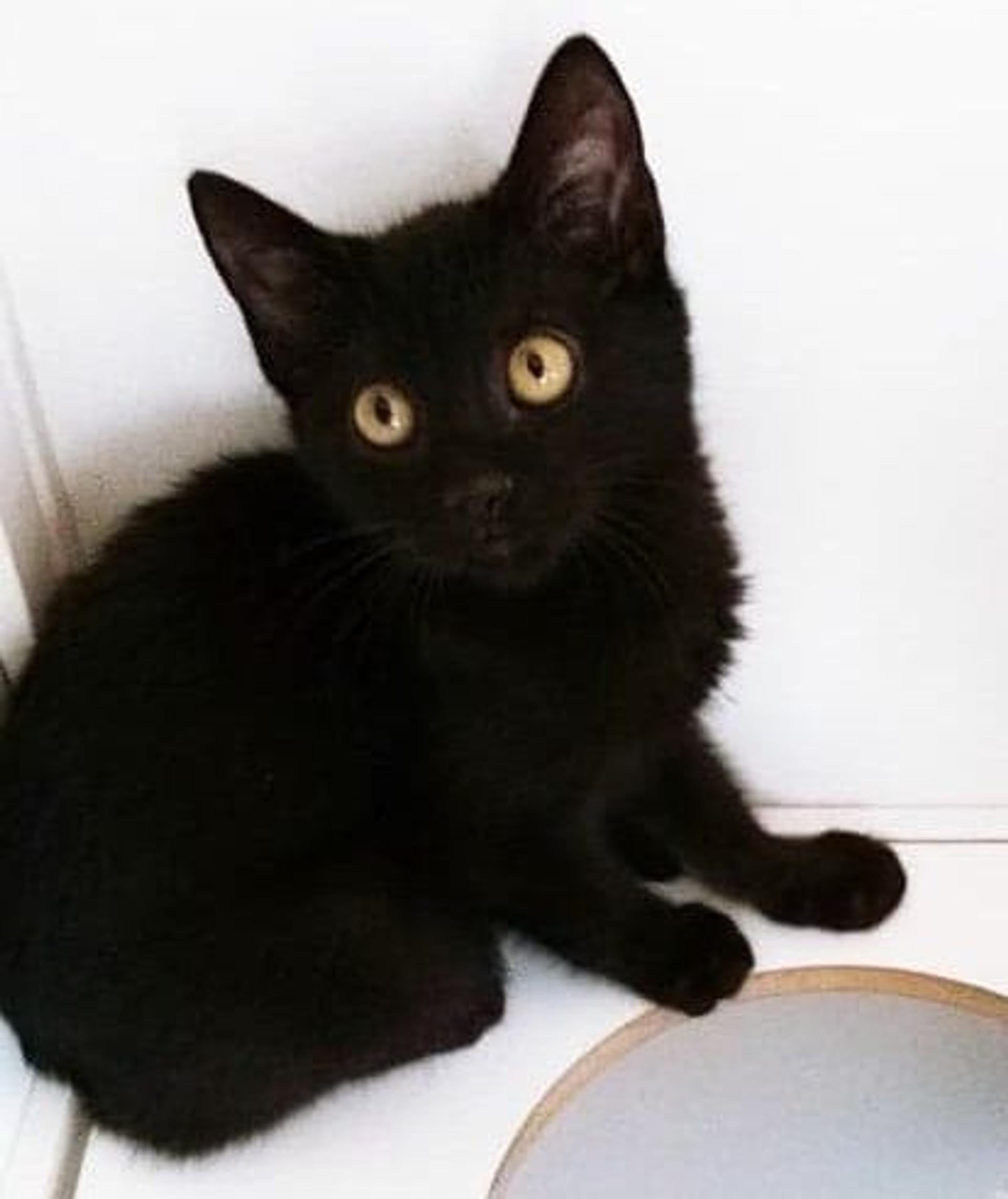 pet-image-3