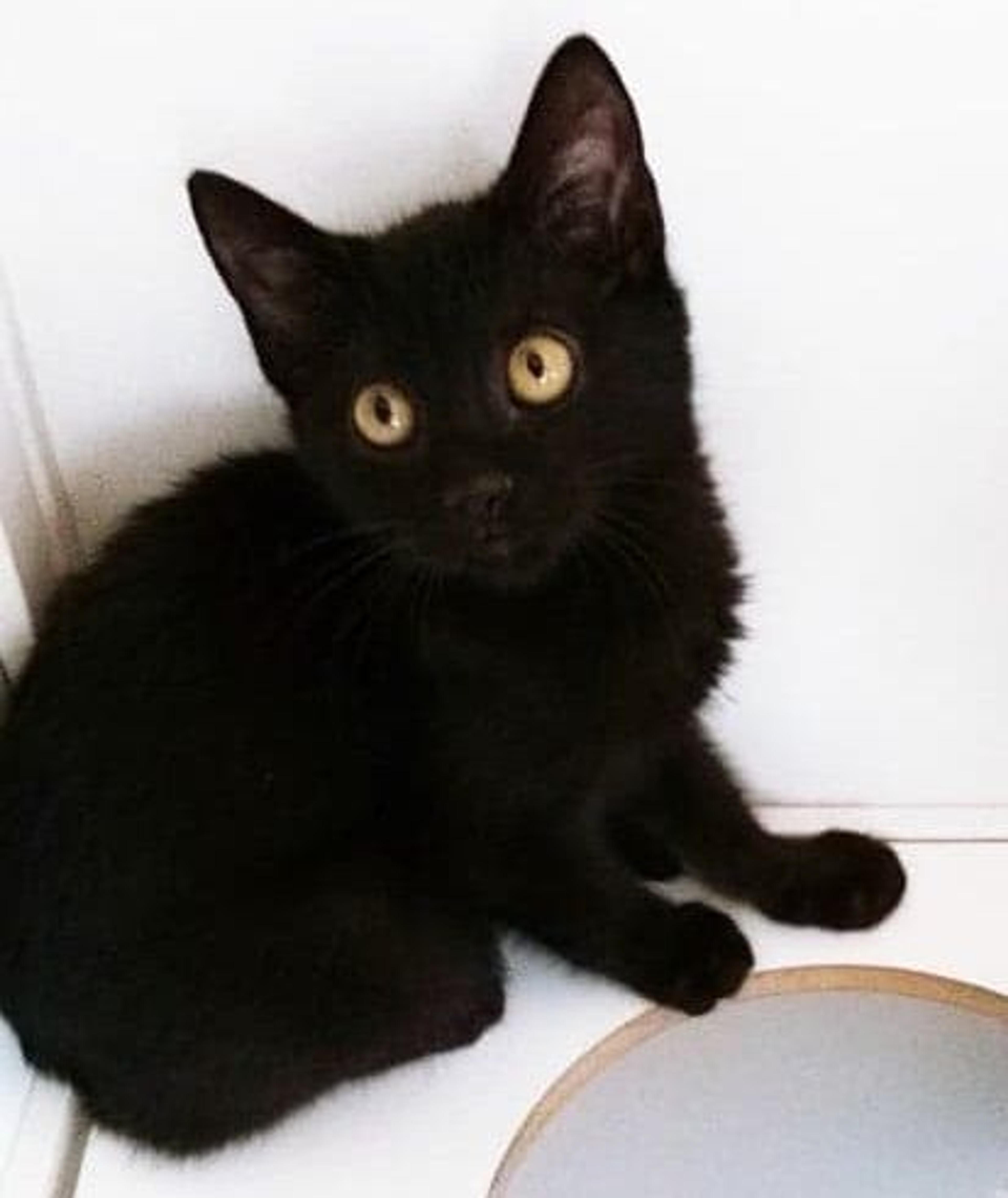pet-image-3