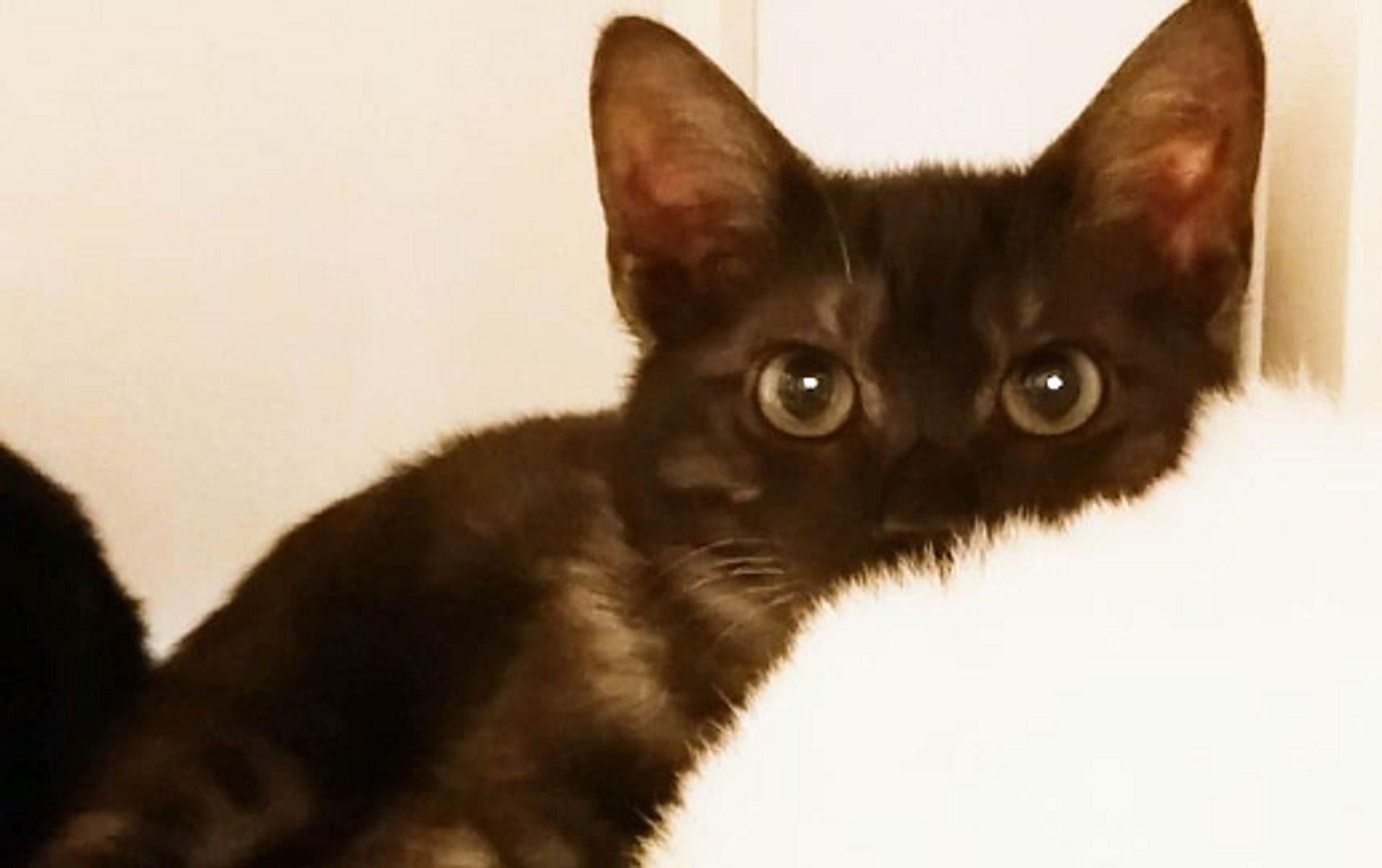 雑種（ミックス猫）・メスの里親募集の写真