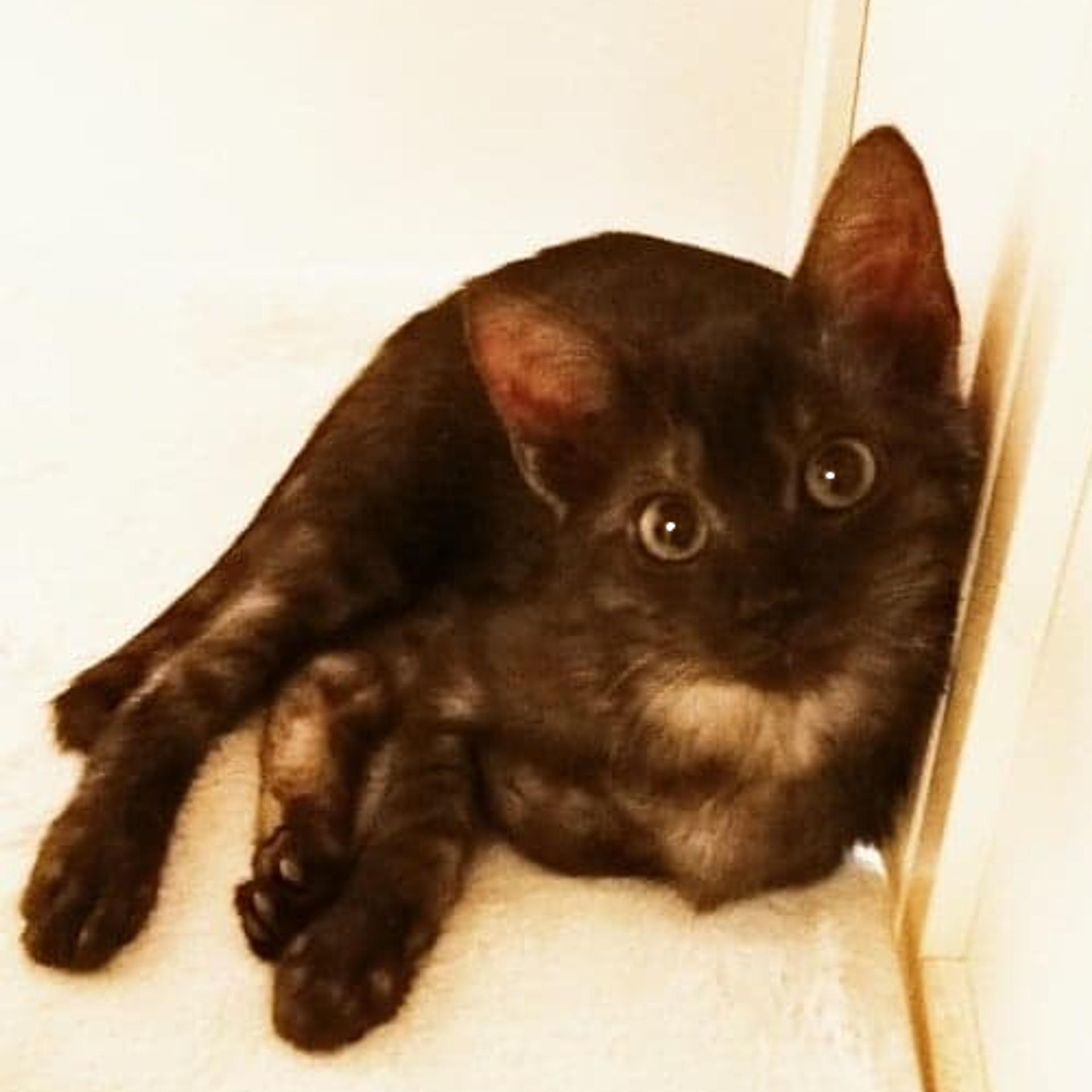 pet-image-2