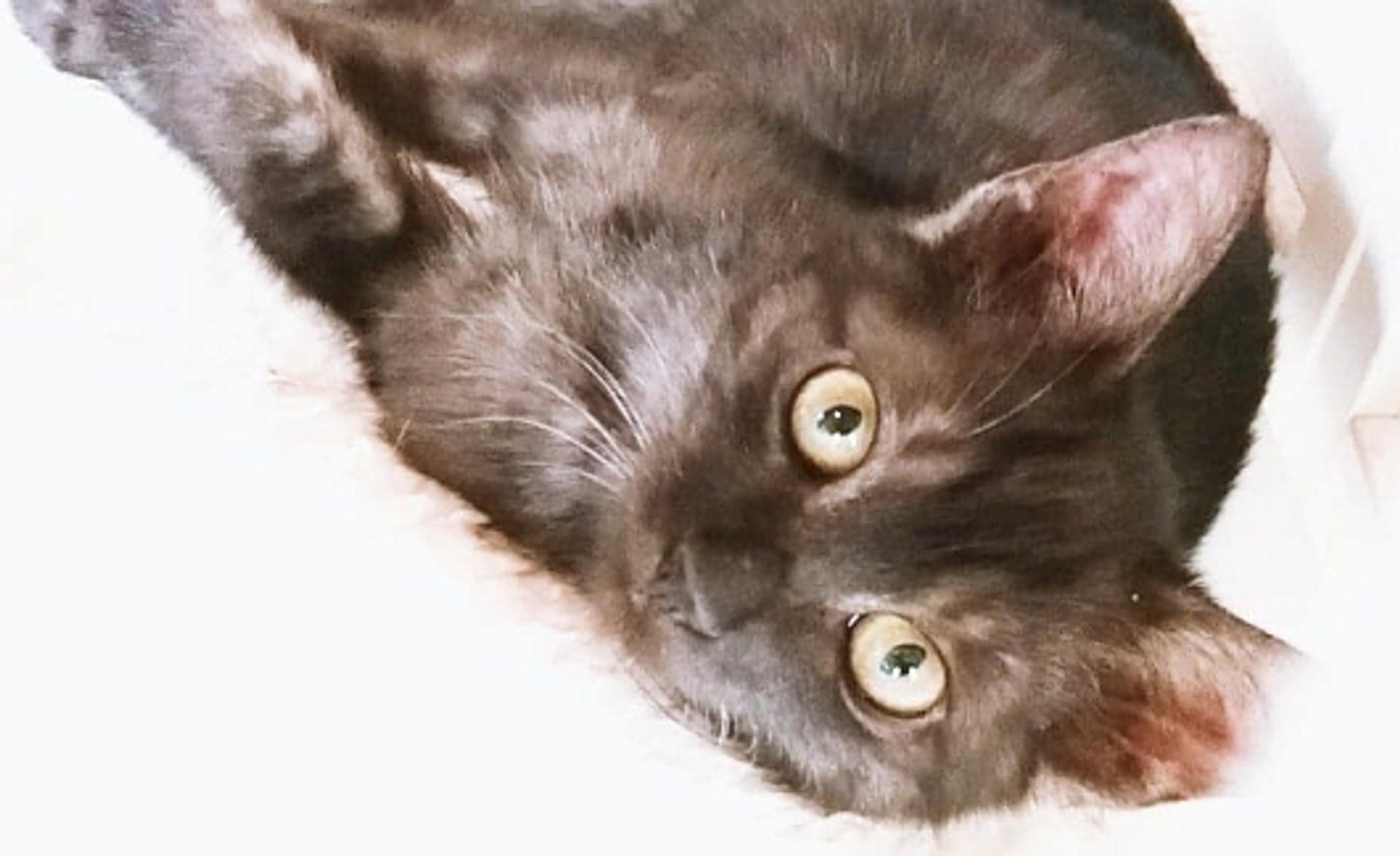 pet-image-4