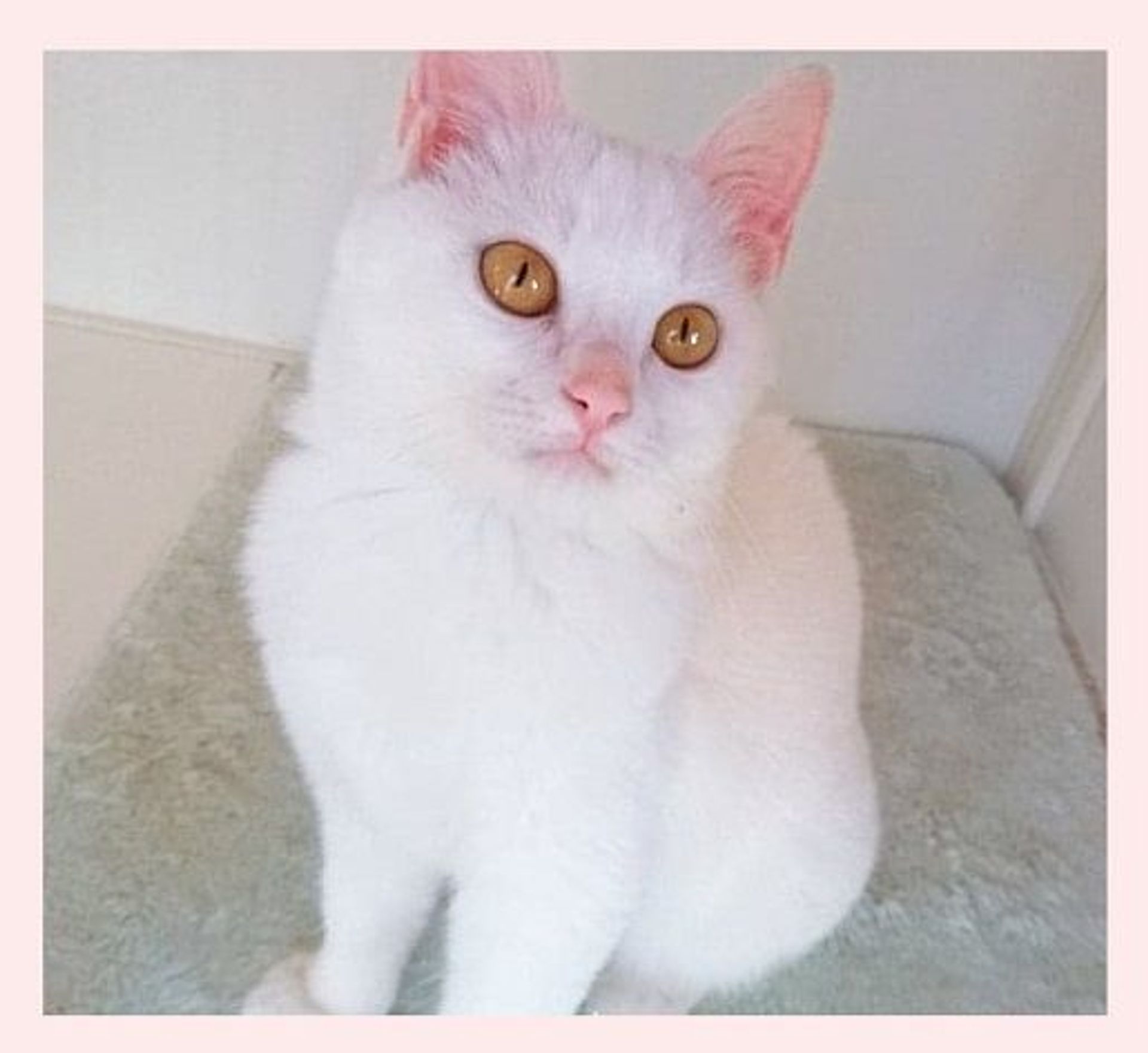 雑種（ミックス猫）・メスの里親募集の写真