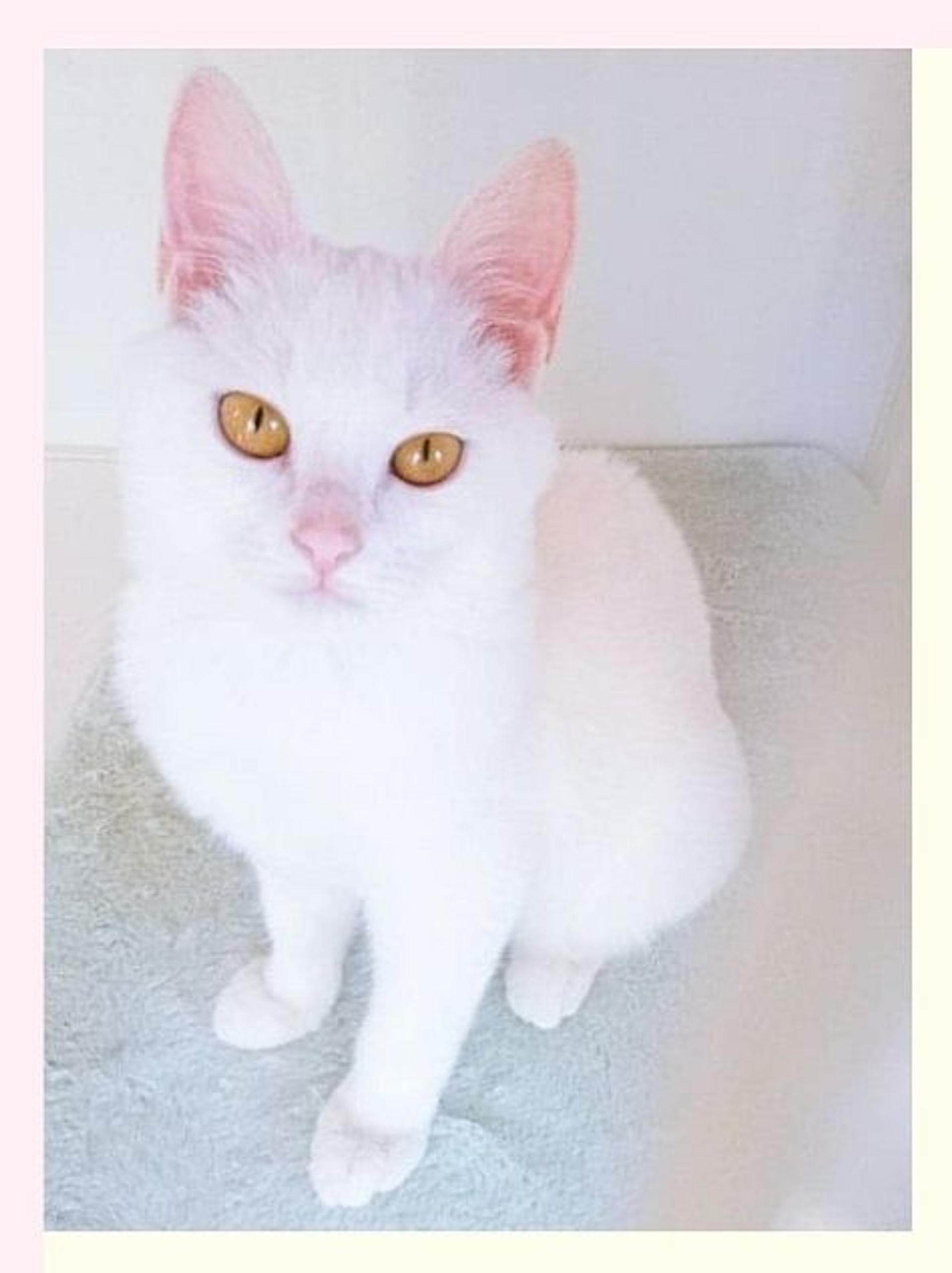 pet-image-5
