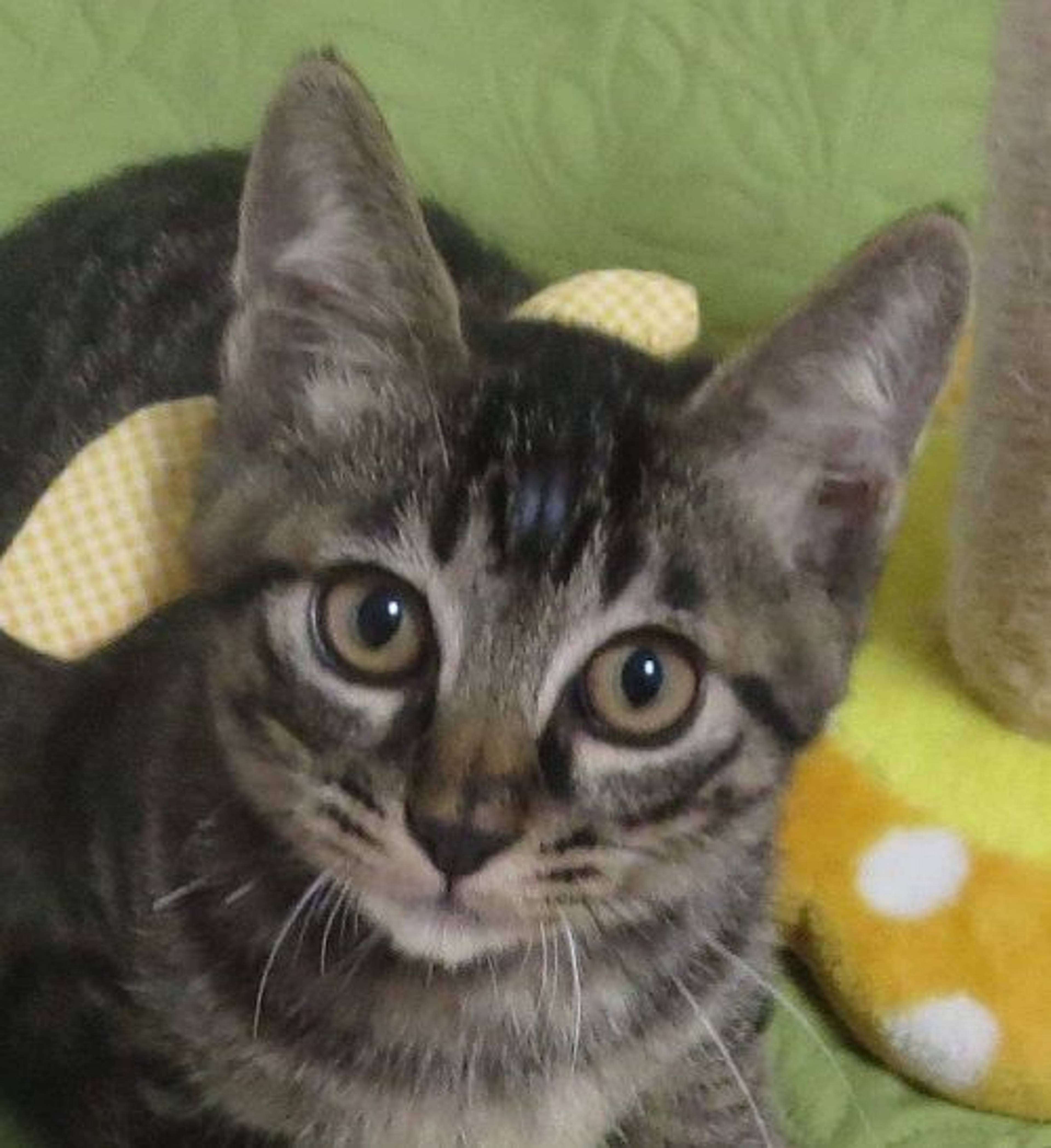 雑種（ミックス猫）・オスの里親募集の写真