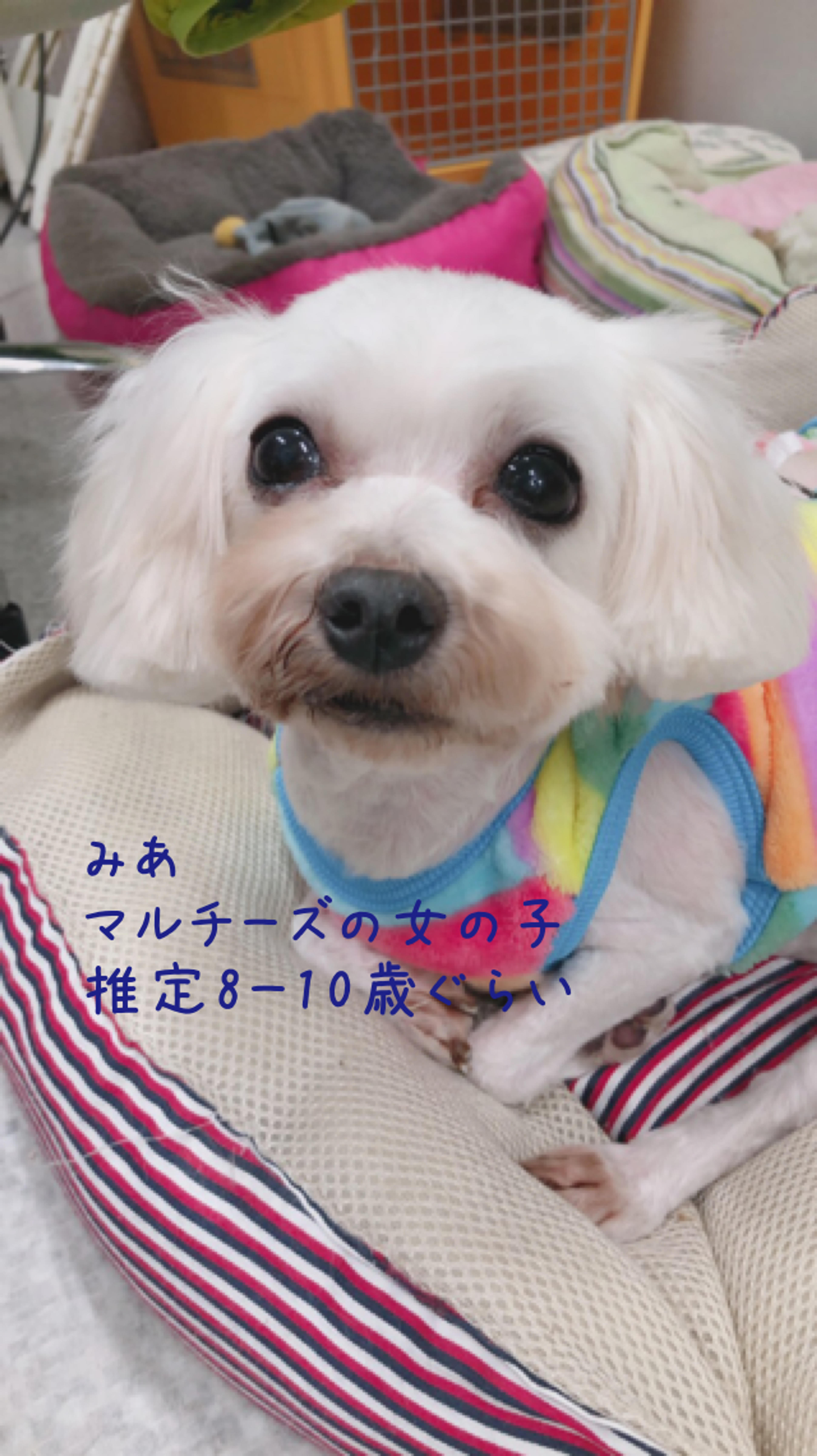 pet-image-3