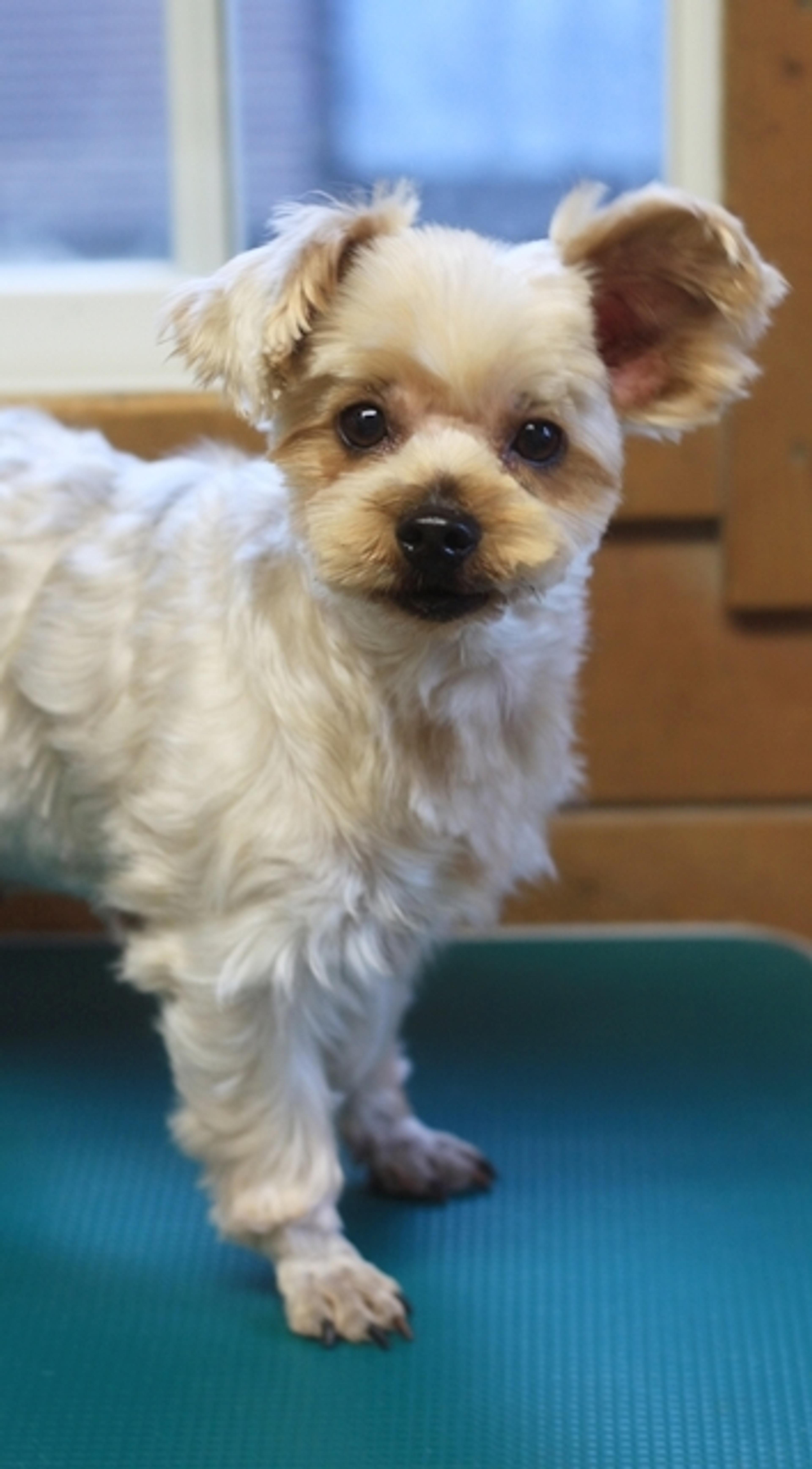 pet-image-2