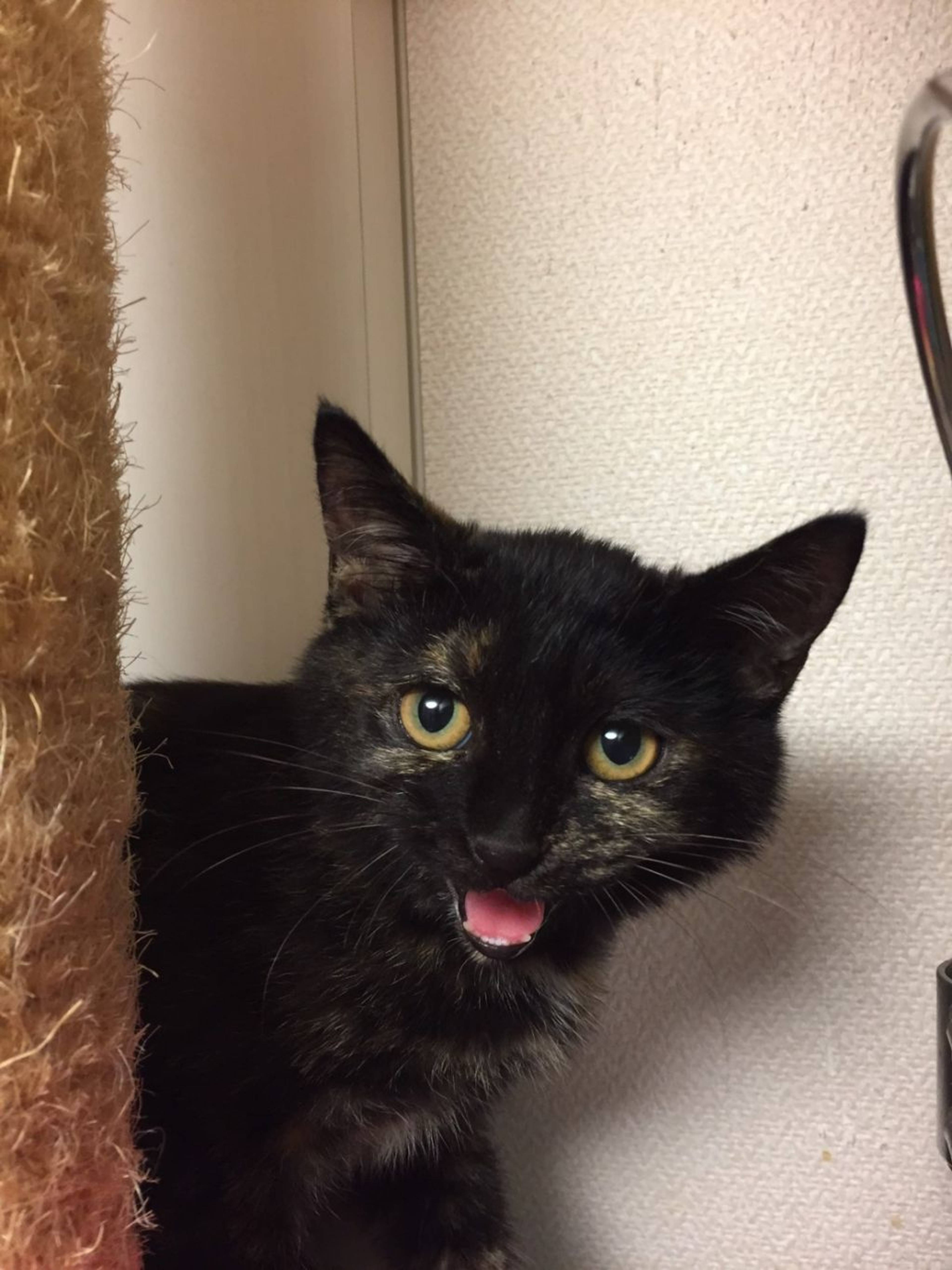 雑種（ミックス猫）・メスの里親募集の写真