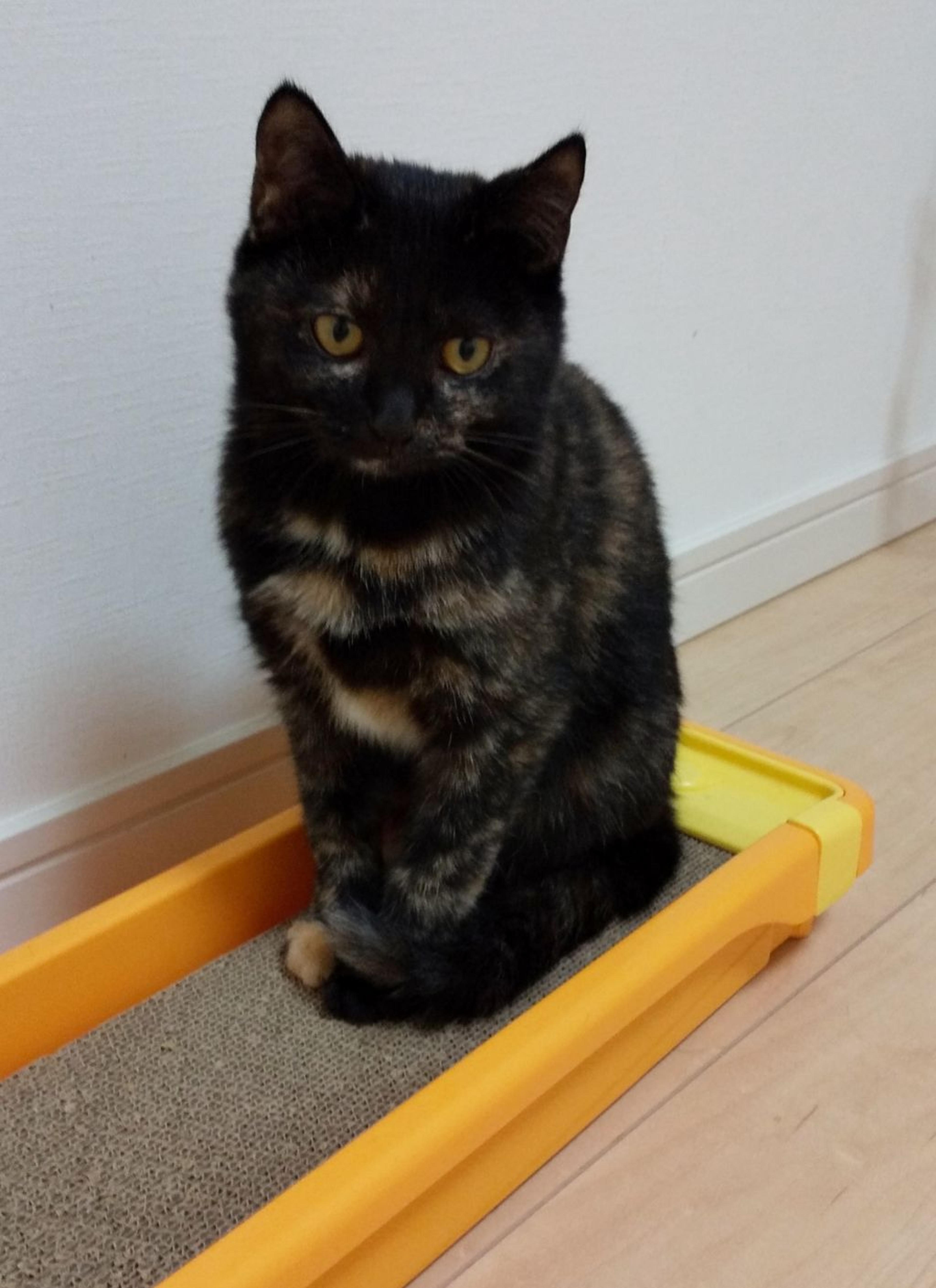 pet-image-3