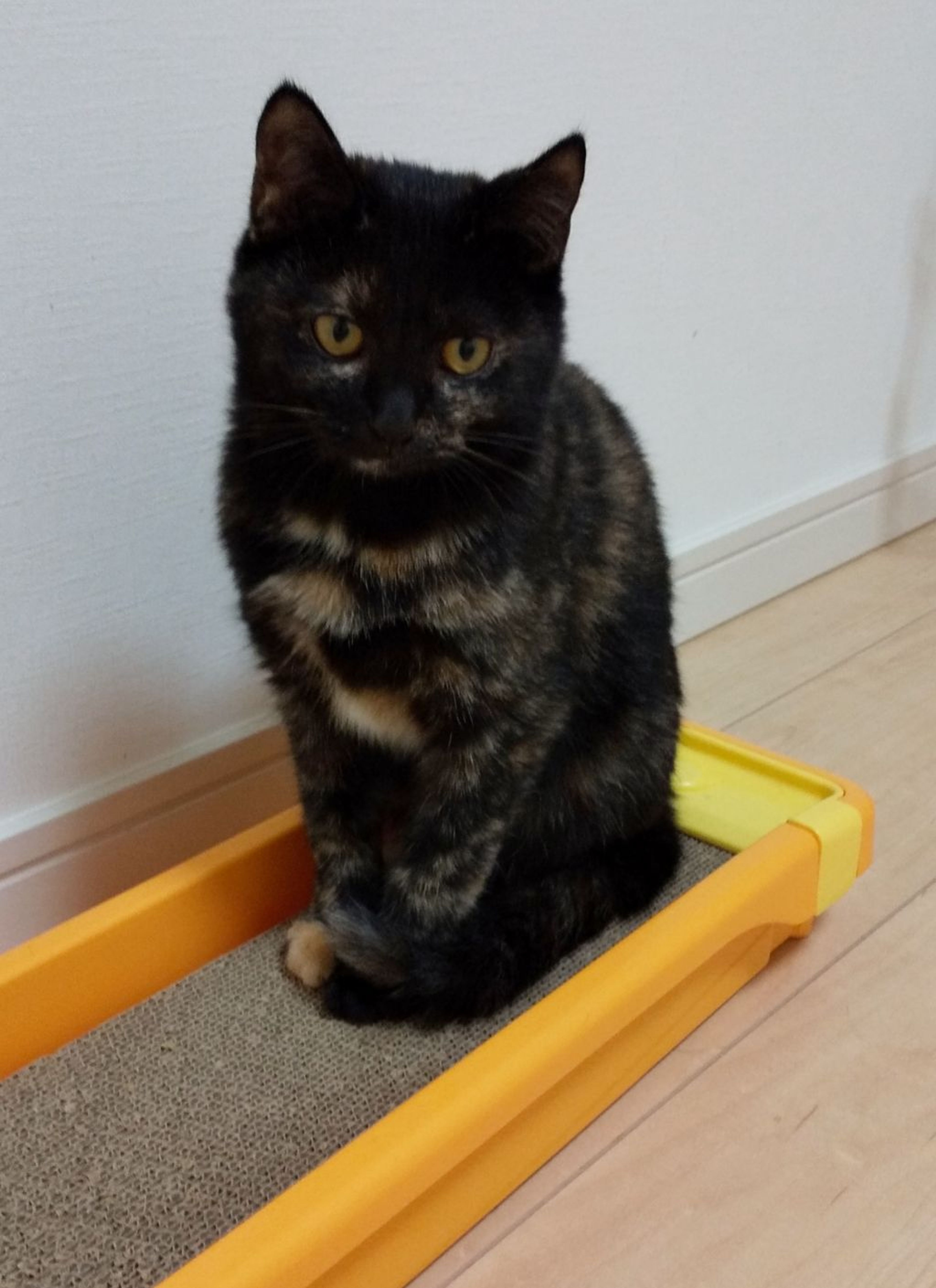 雑種（ミックス猫）・メスの里親募集の写真