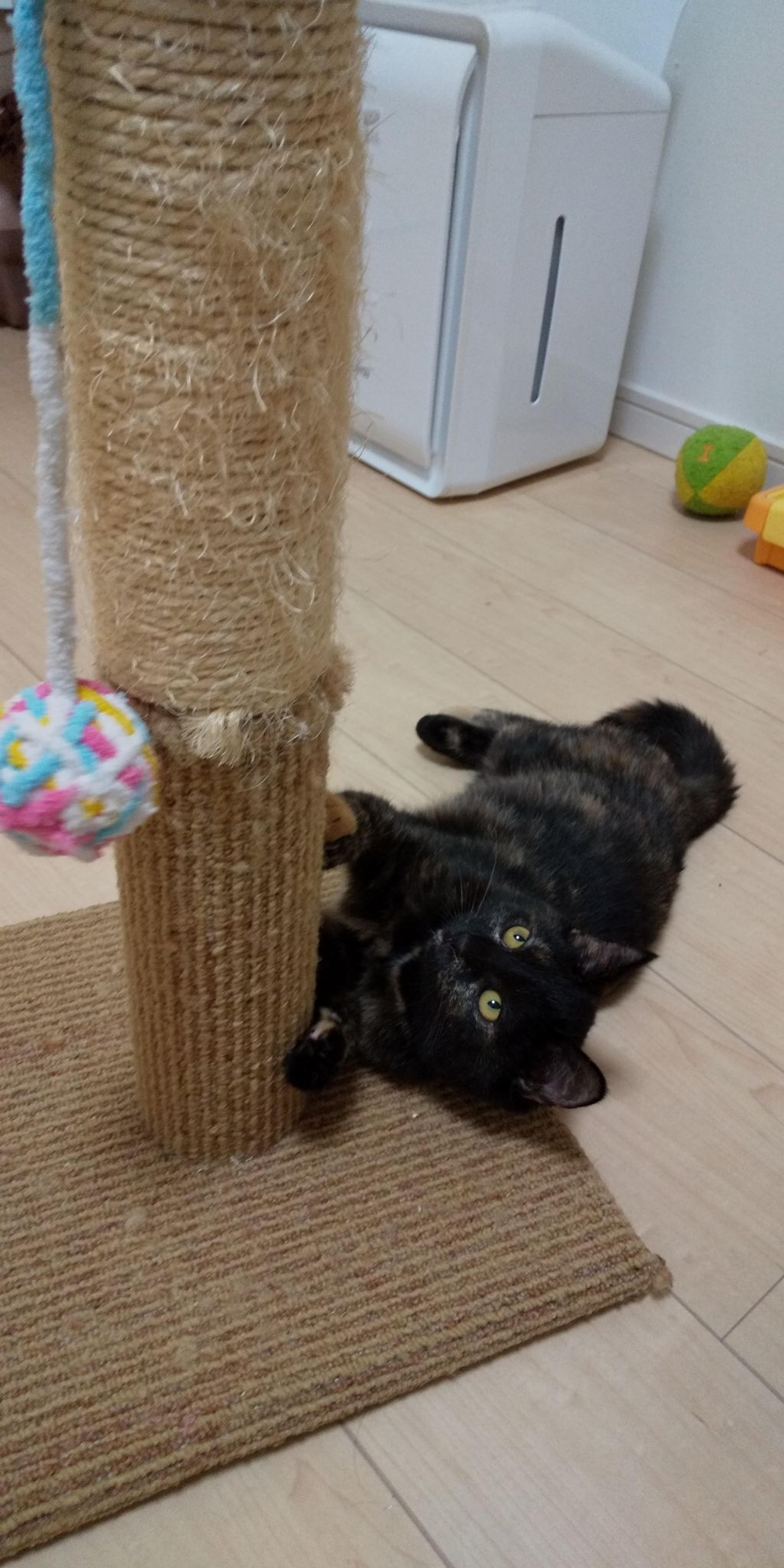 pet-image-8