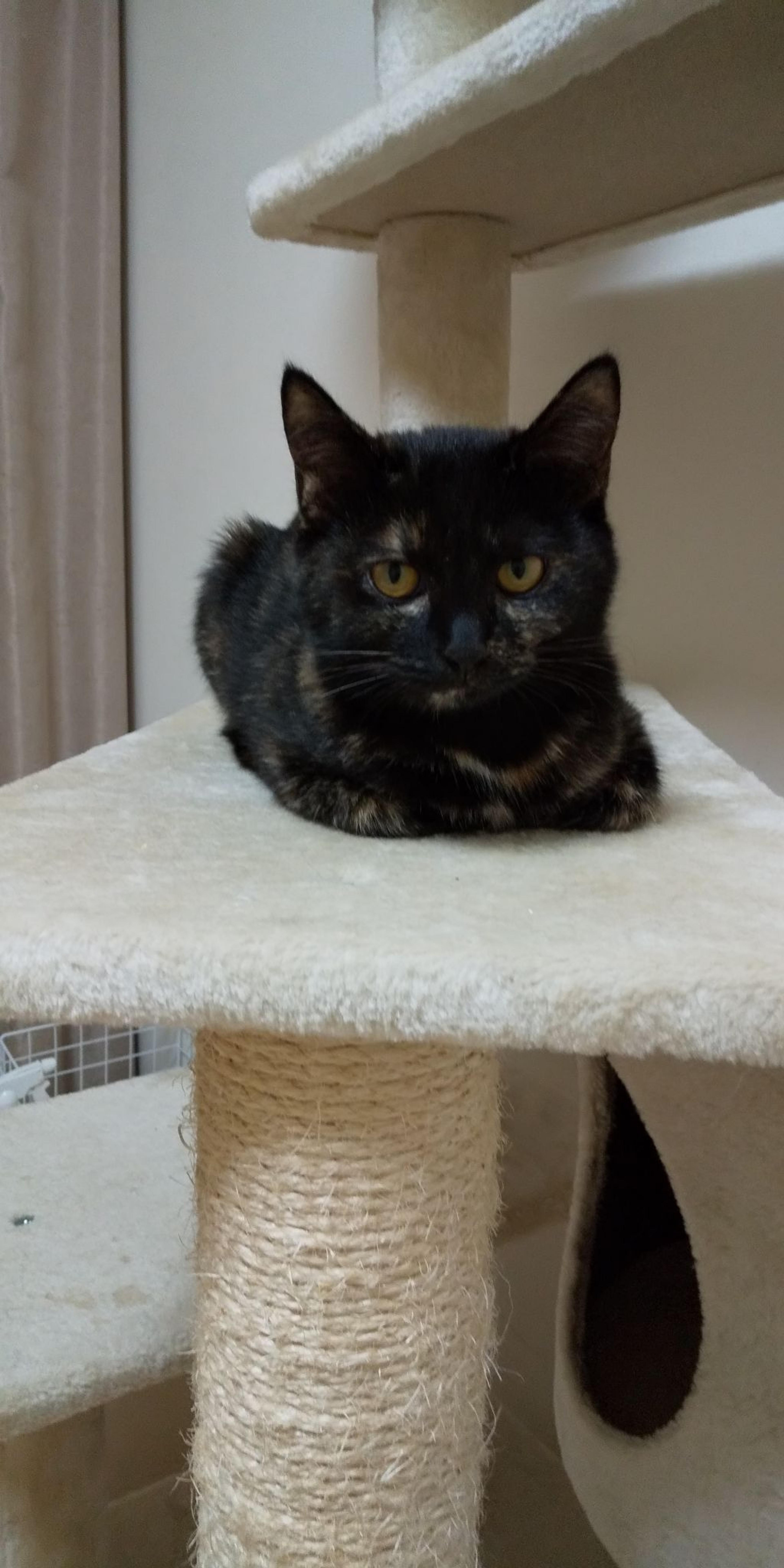 pet-image-9