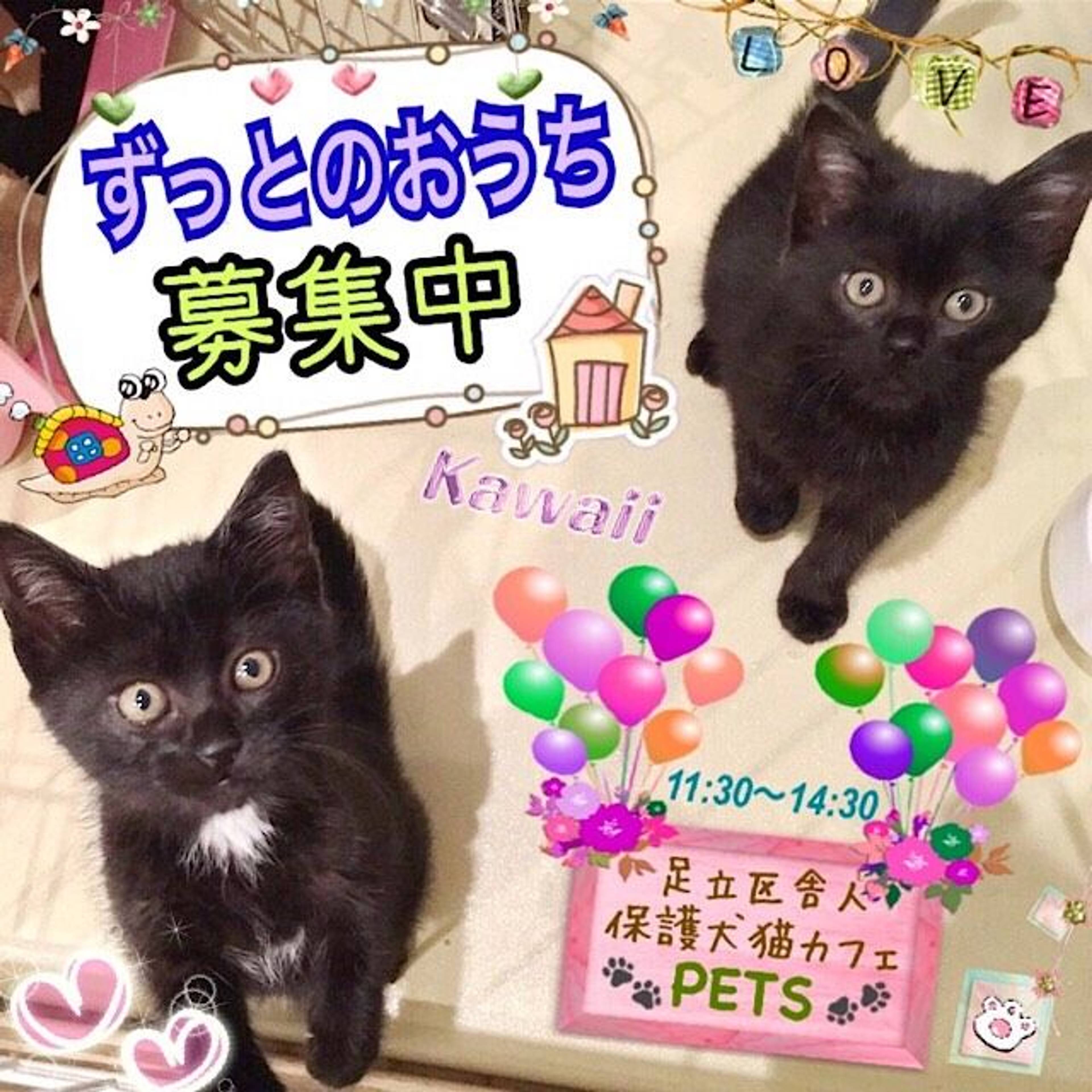 雑種（ミックス猫）・メスの里親募集の写真