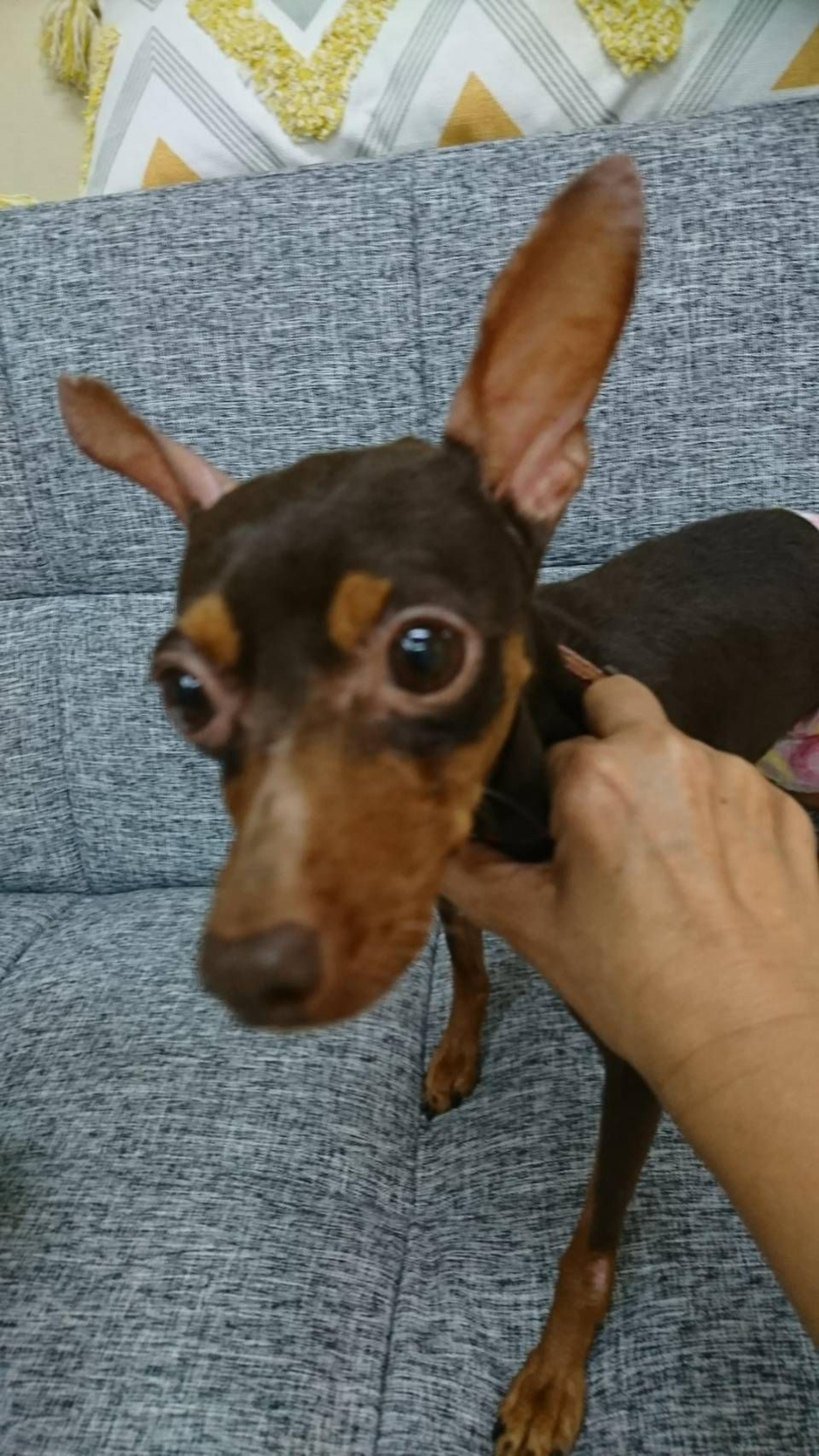 pet-image-2