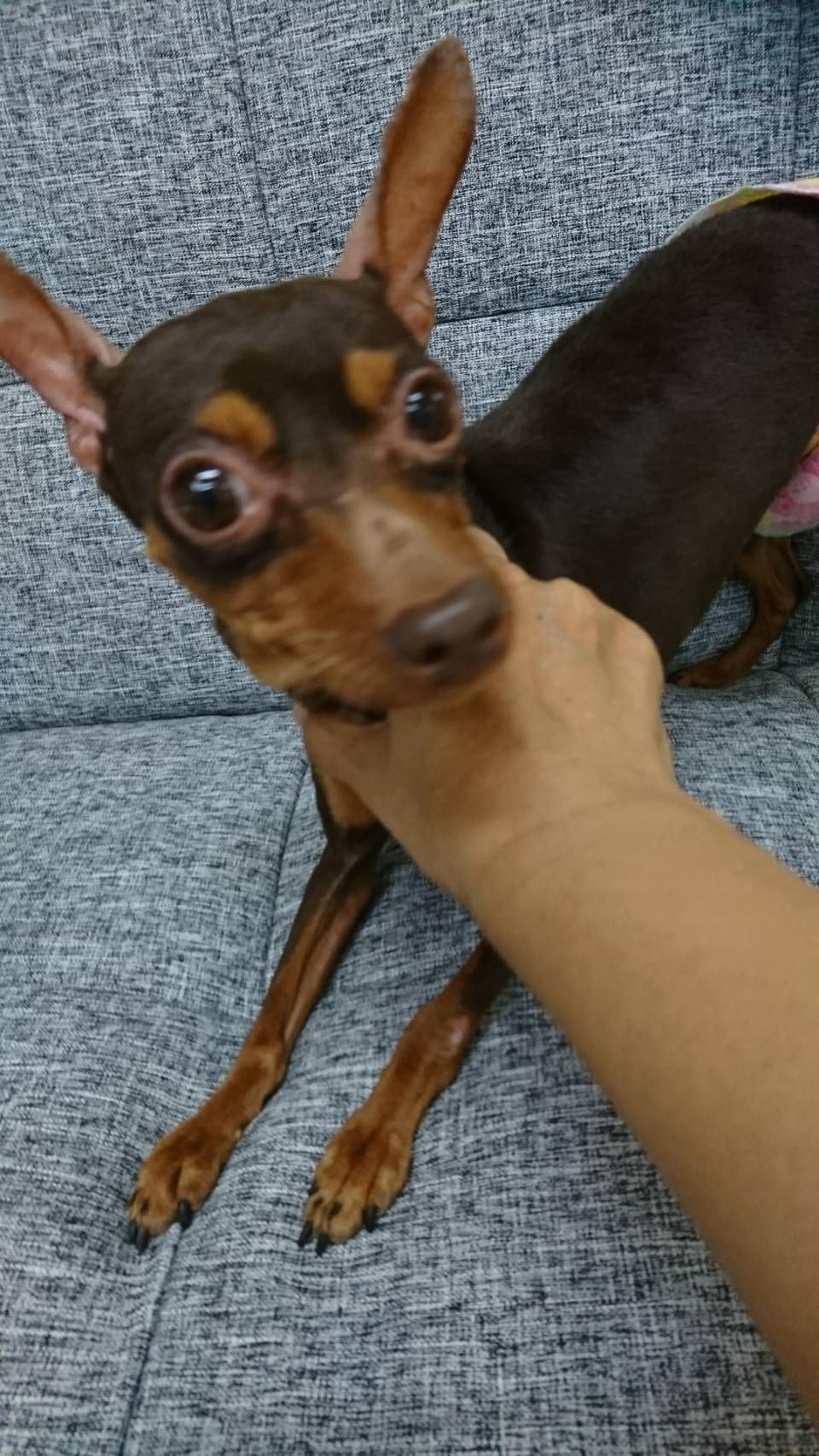 pet-image-3