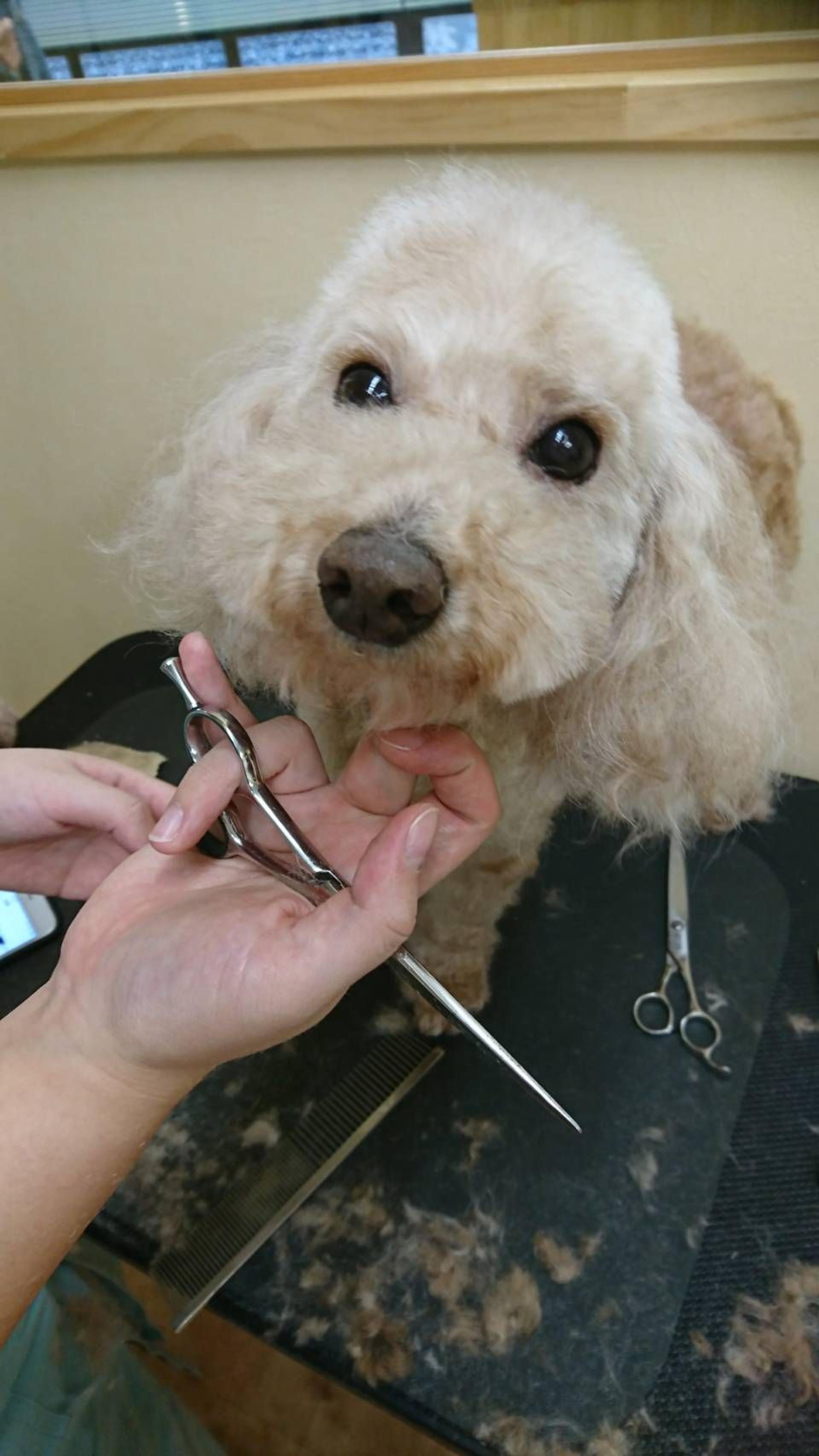 pet-image-2