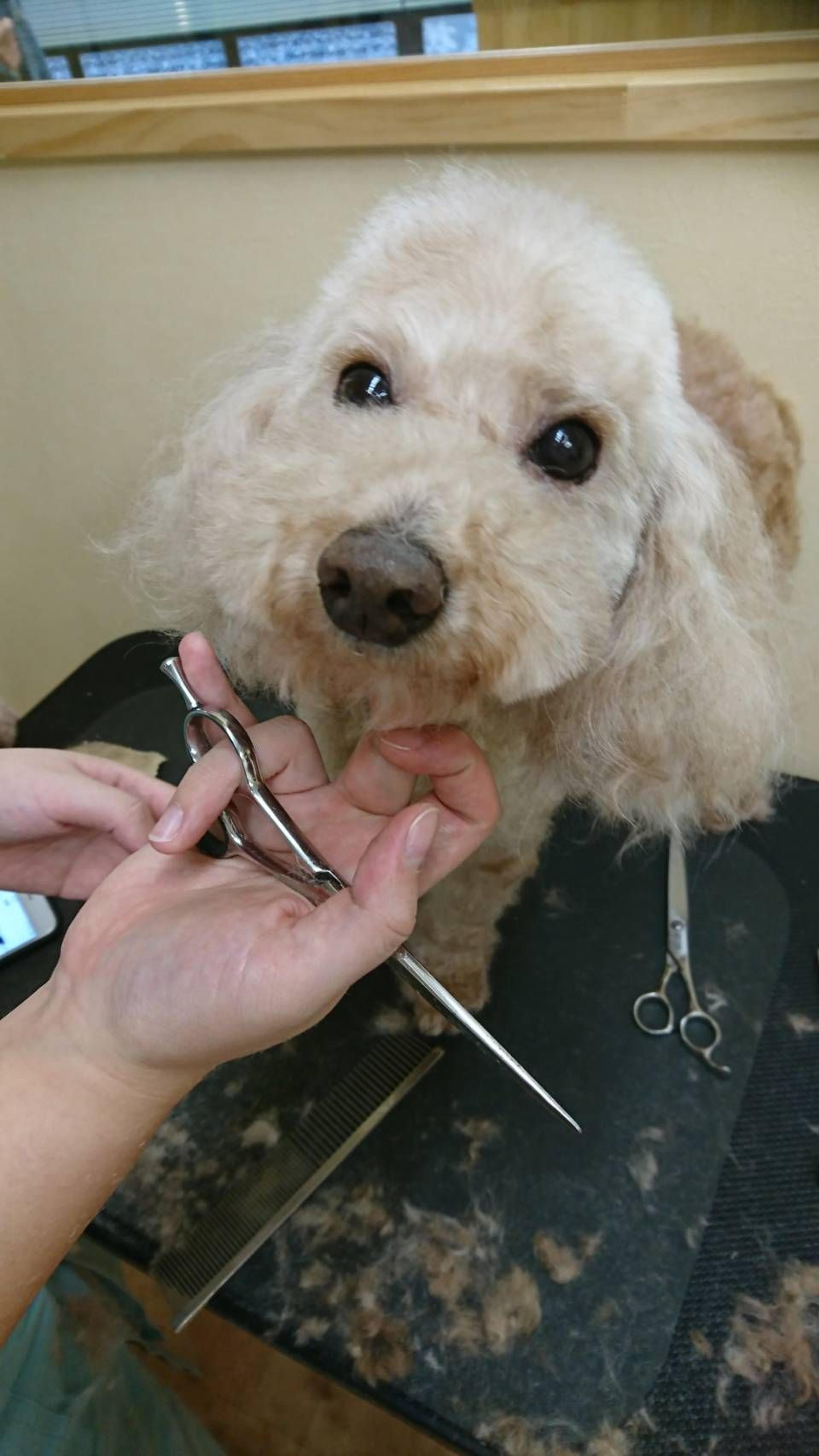 pet-image-2