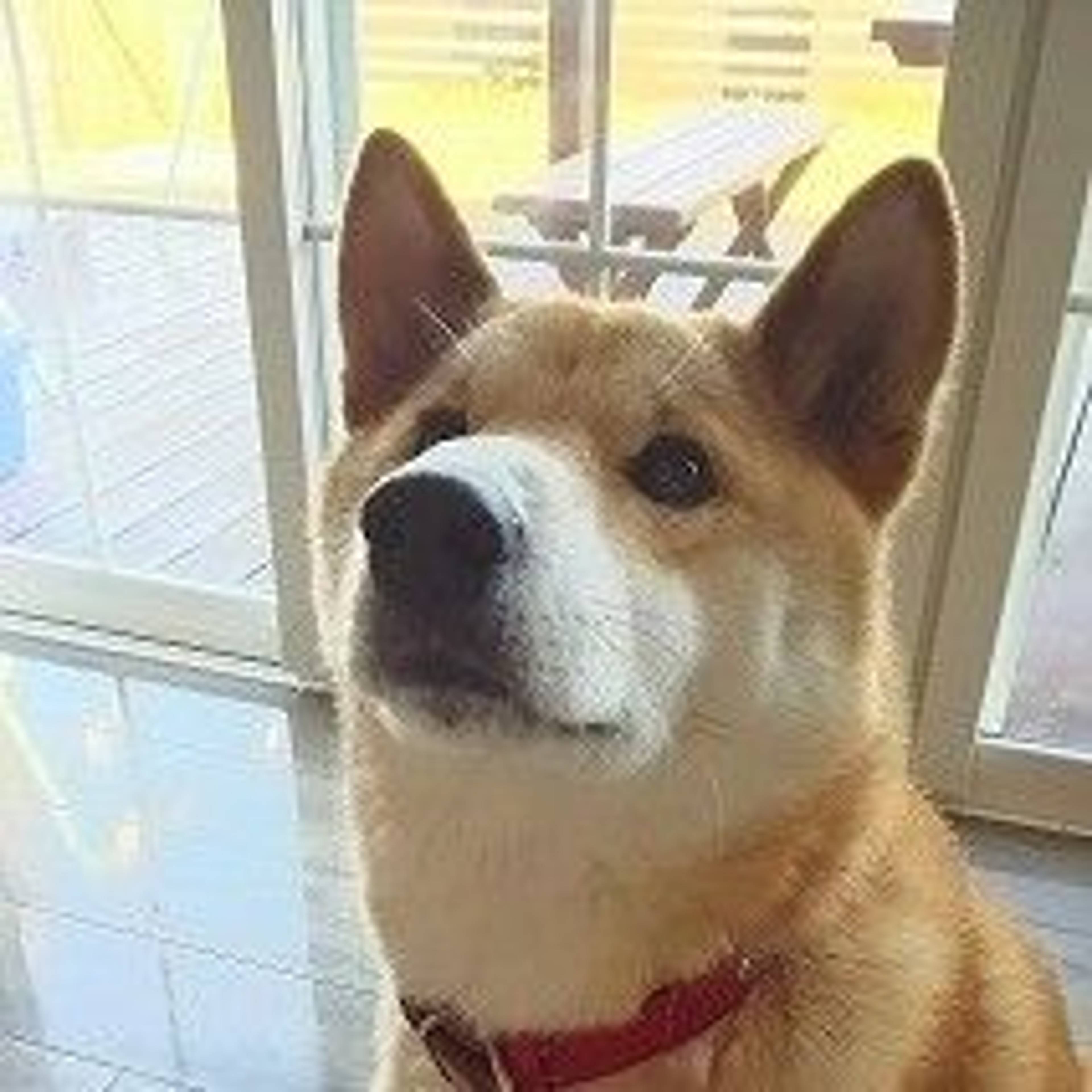 柴犬・オスの里親募集の写真