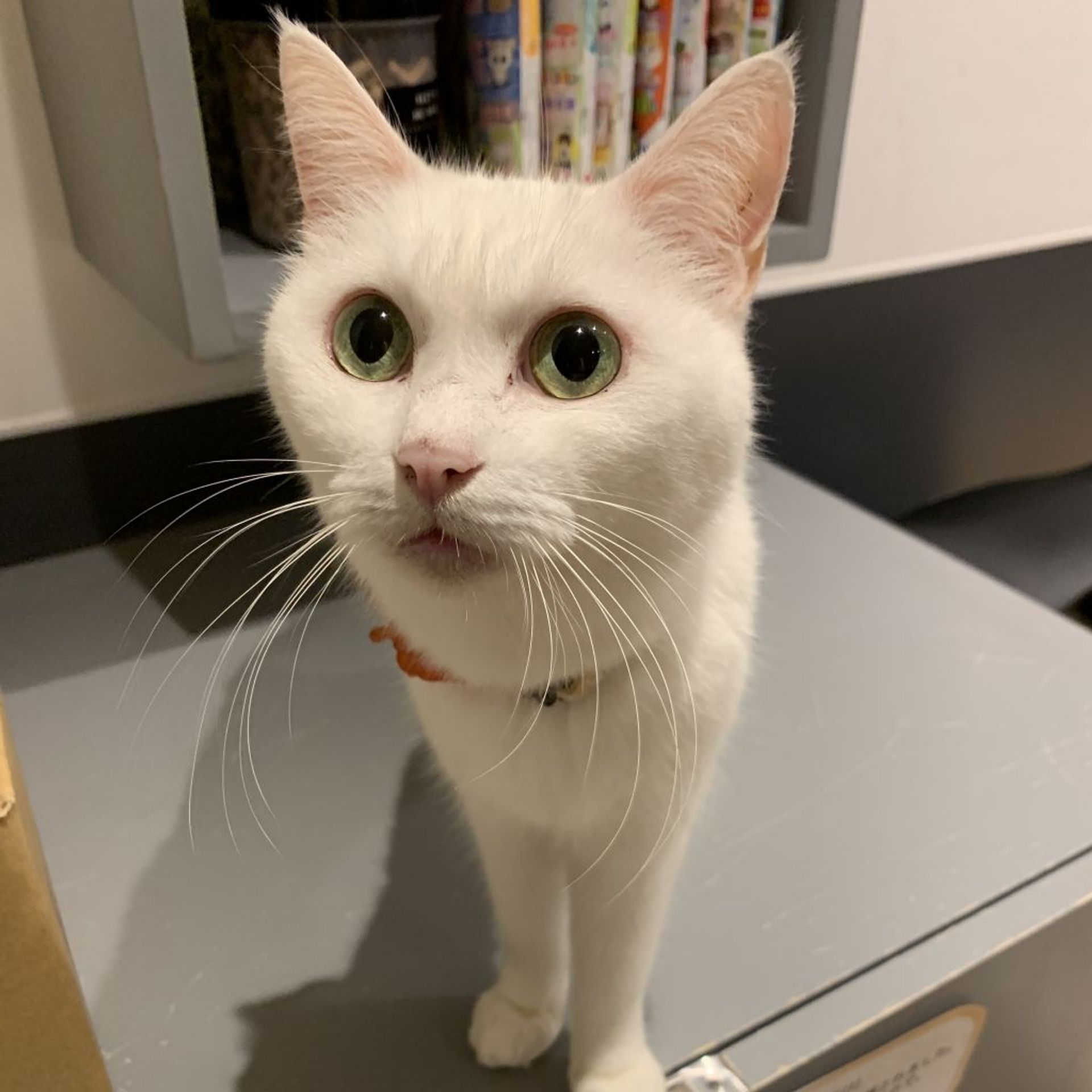 雑種（ミックス猫）・メスの里親募集の写真