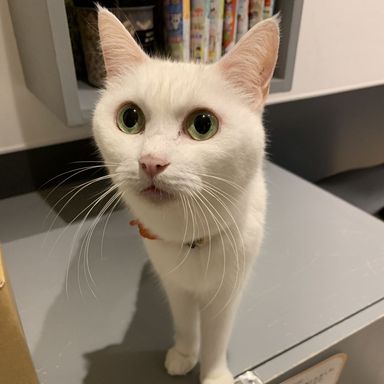 ナナ
