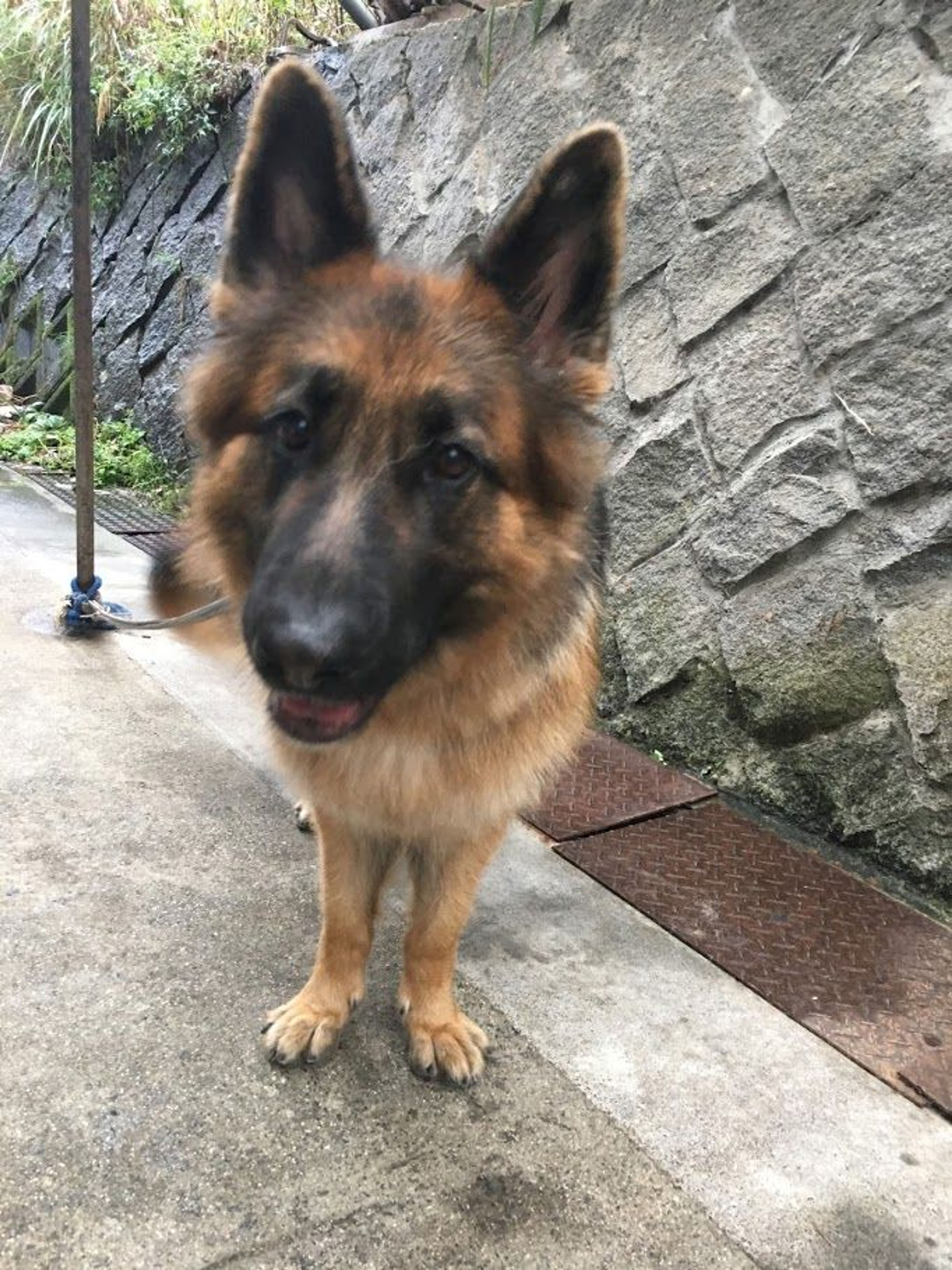 pet-image-4