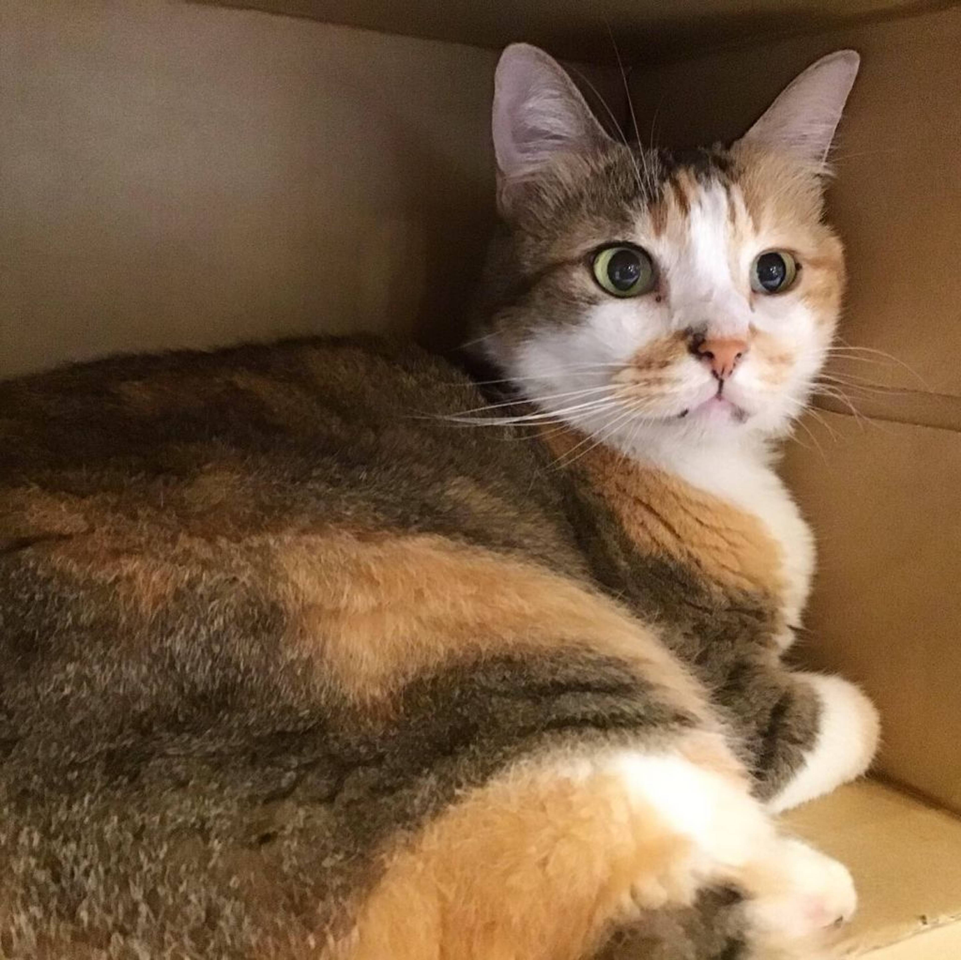雑種（ミックス猫）・メスの里親募集の写真