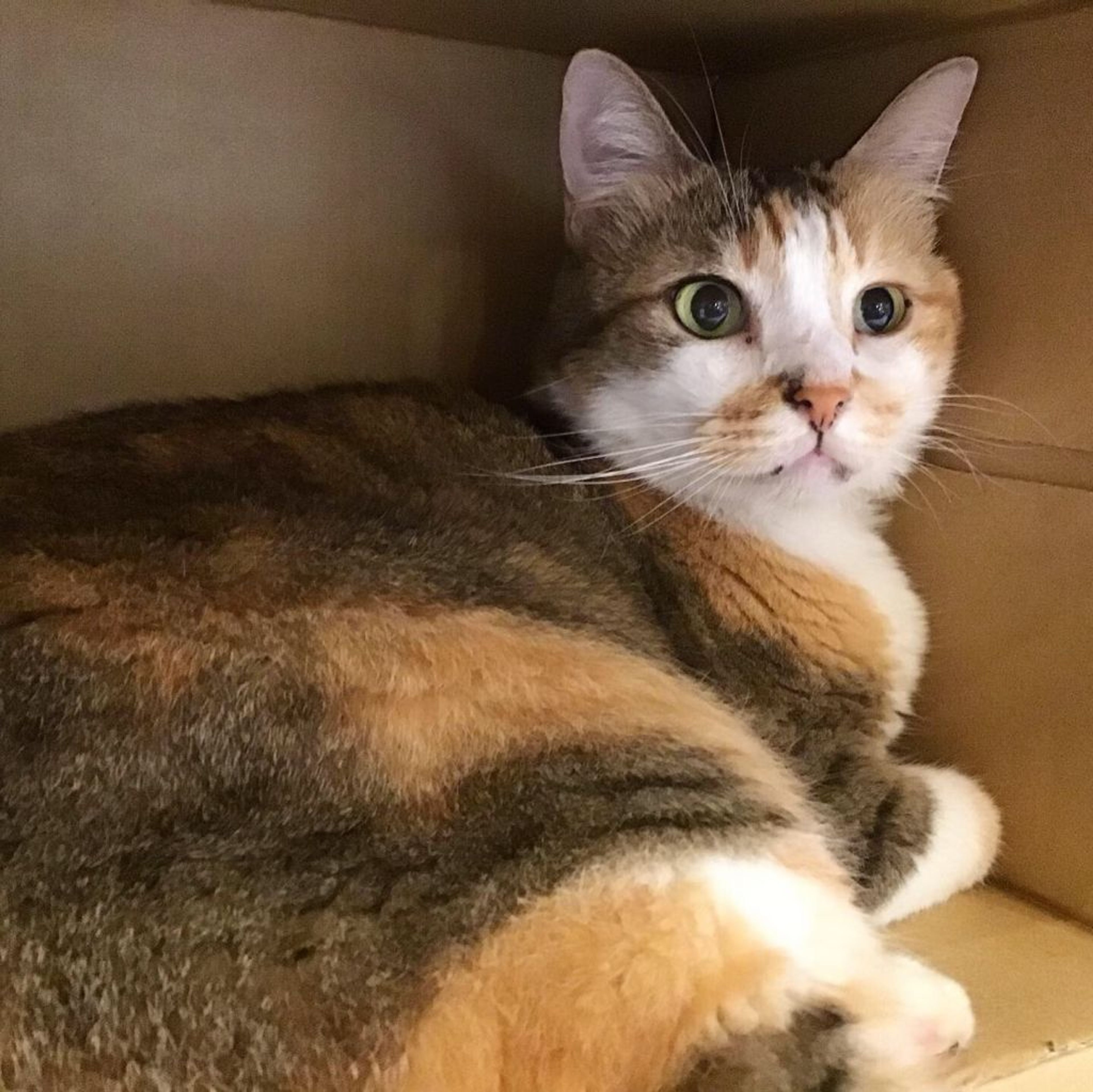 雑種（ミックス猫）・メスの里親募集の写真