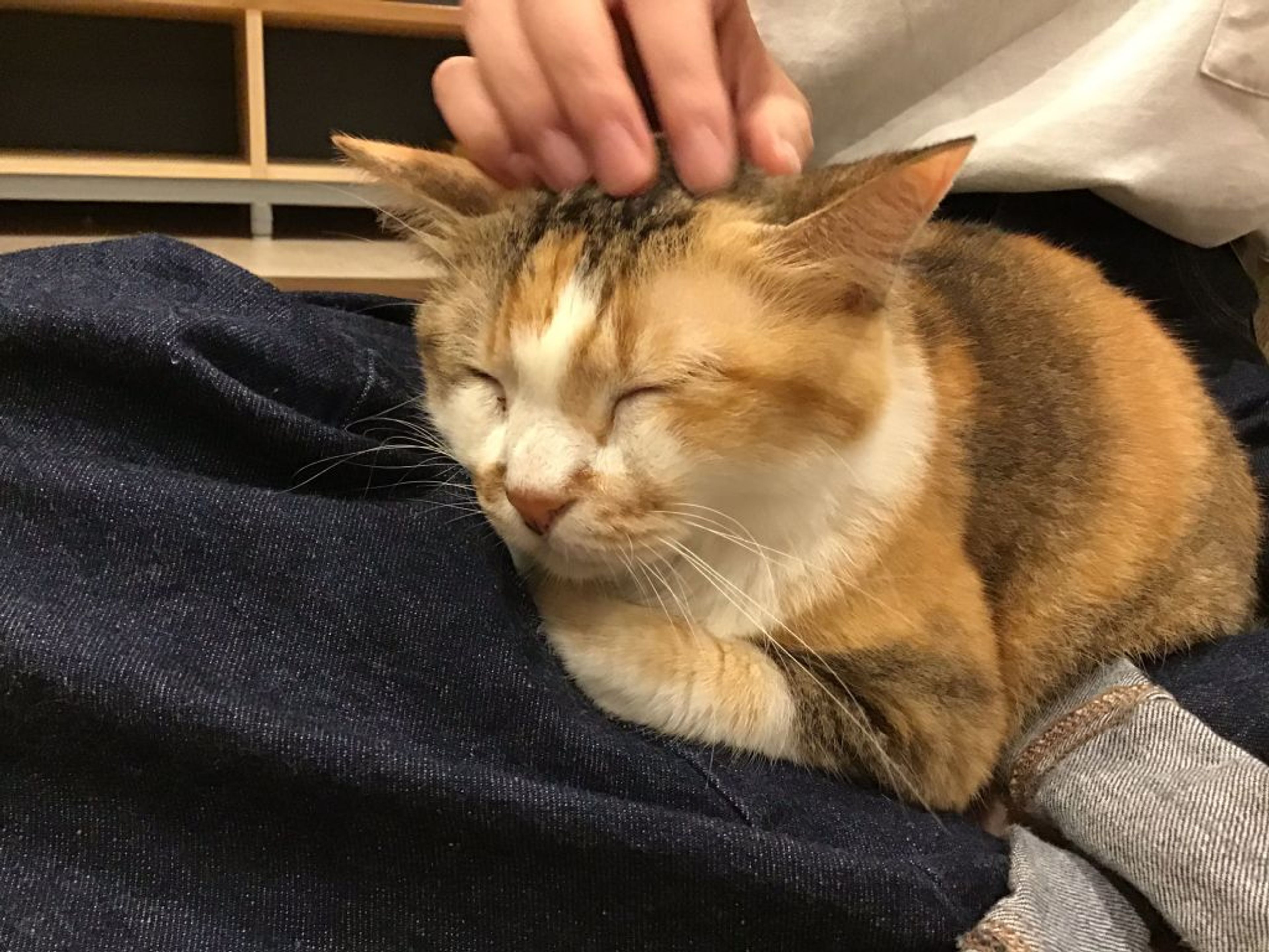 雑種（ミックス猫）・メスの里親募集の写真