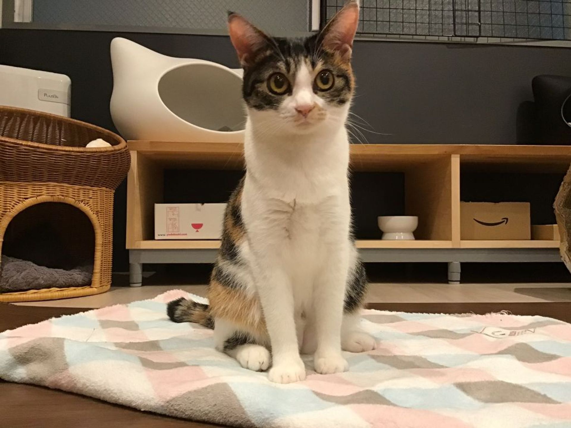 雑種（ミックス猫）・メスの里親募集の写真