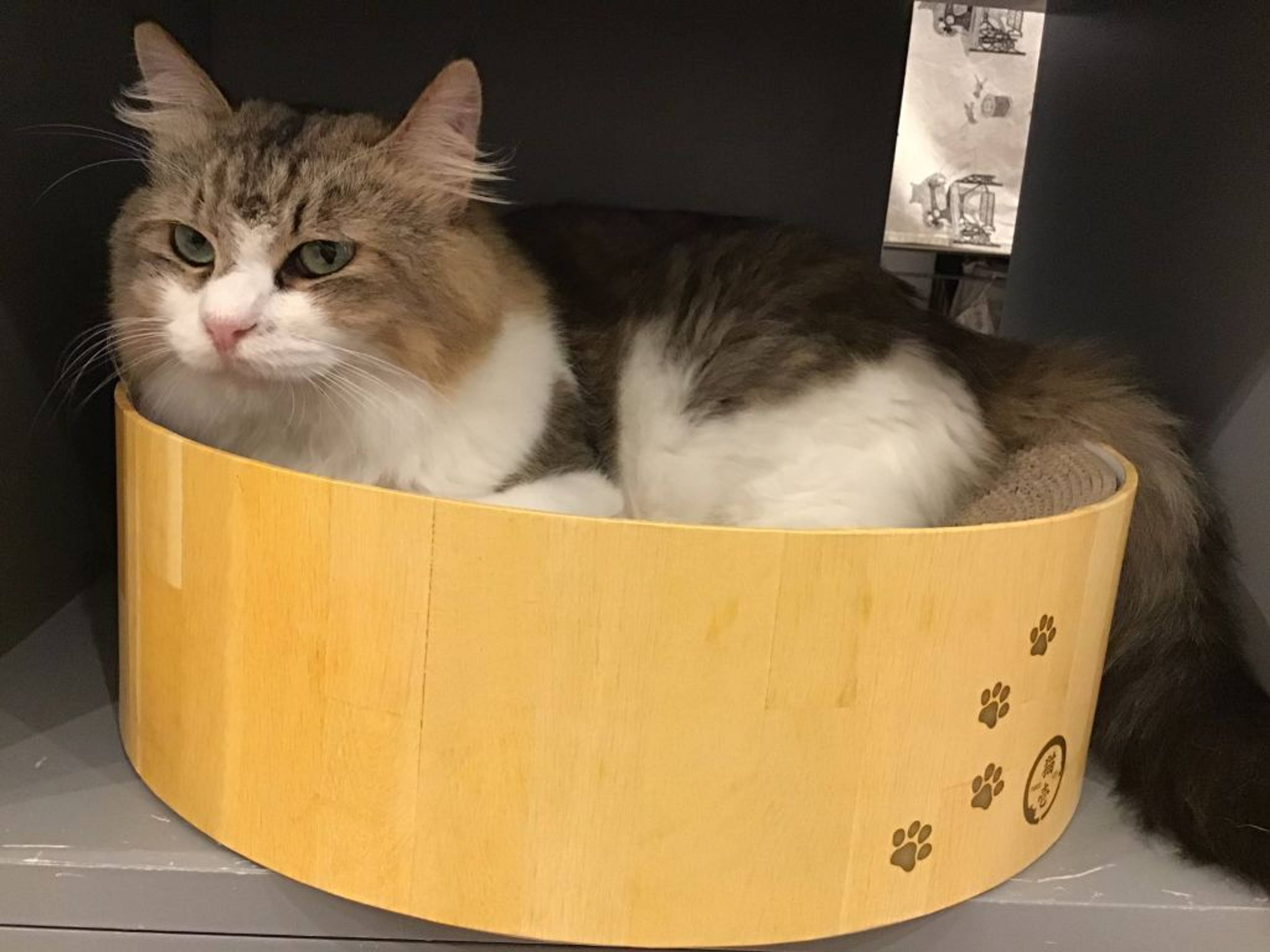 雑種（ミックス猫）・オスの里親募集の写真