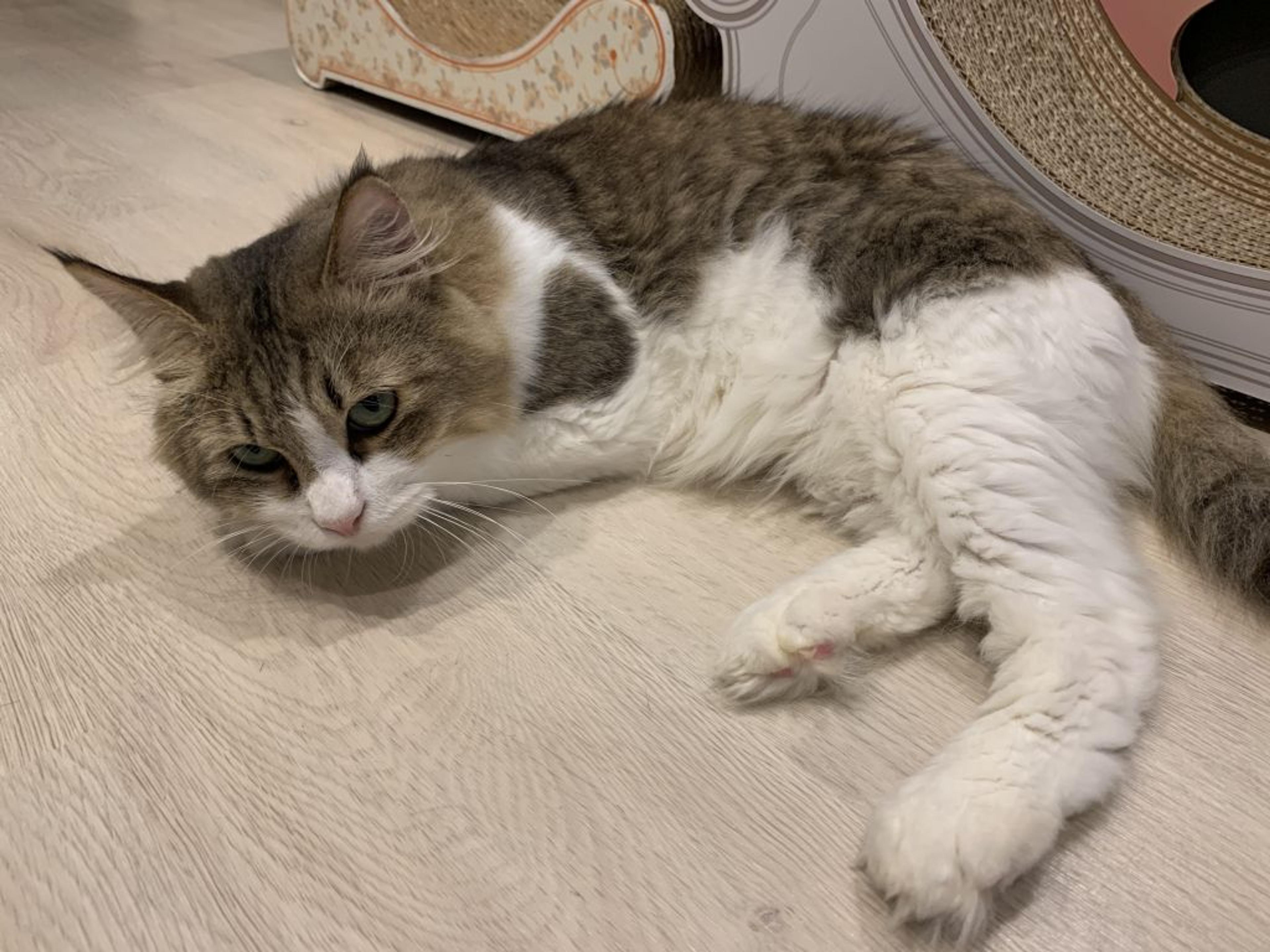 pet-image-2
