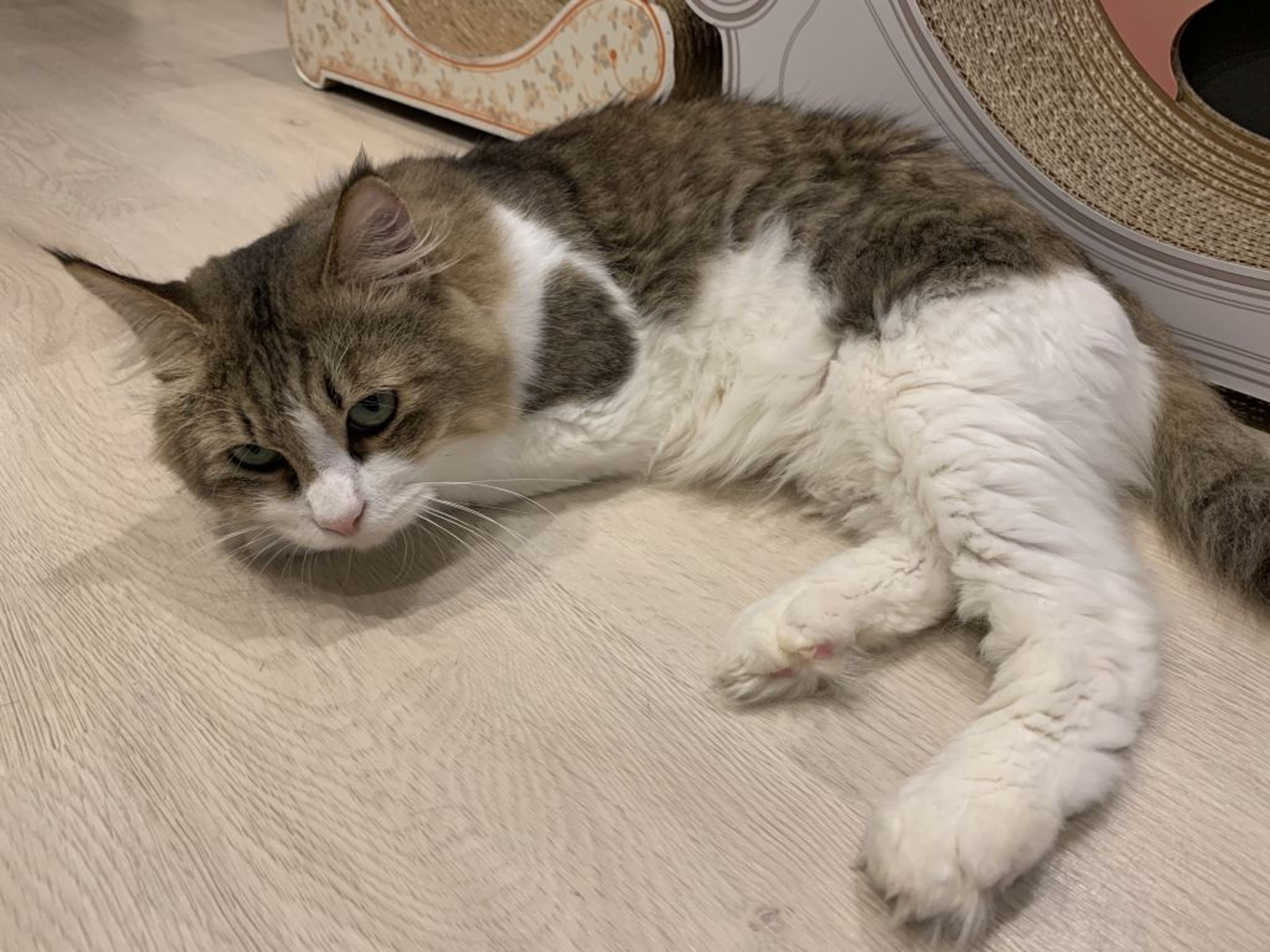 pet-image-2