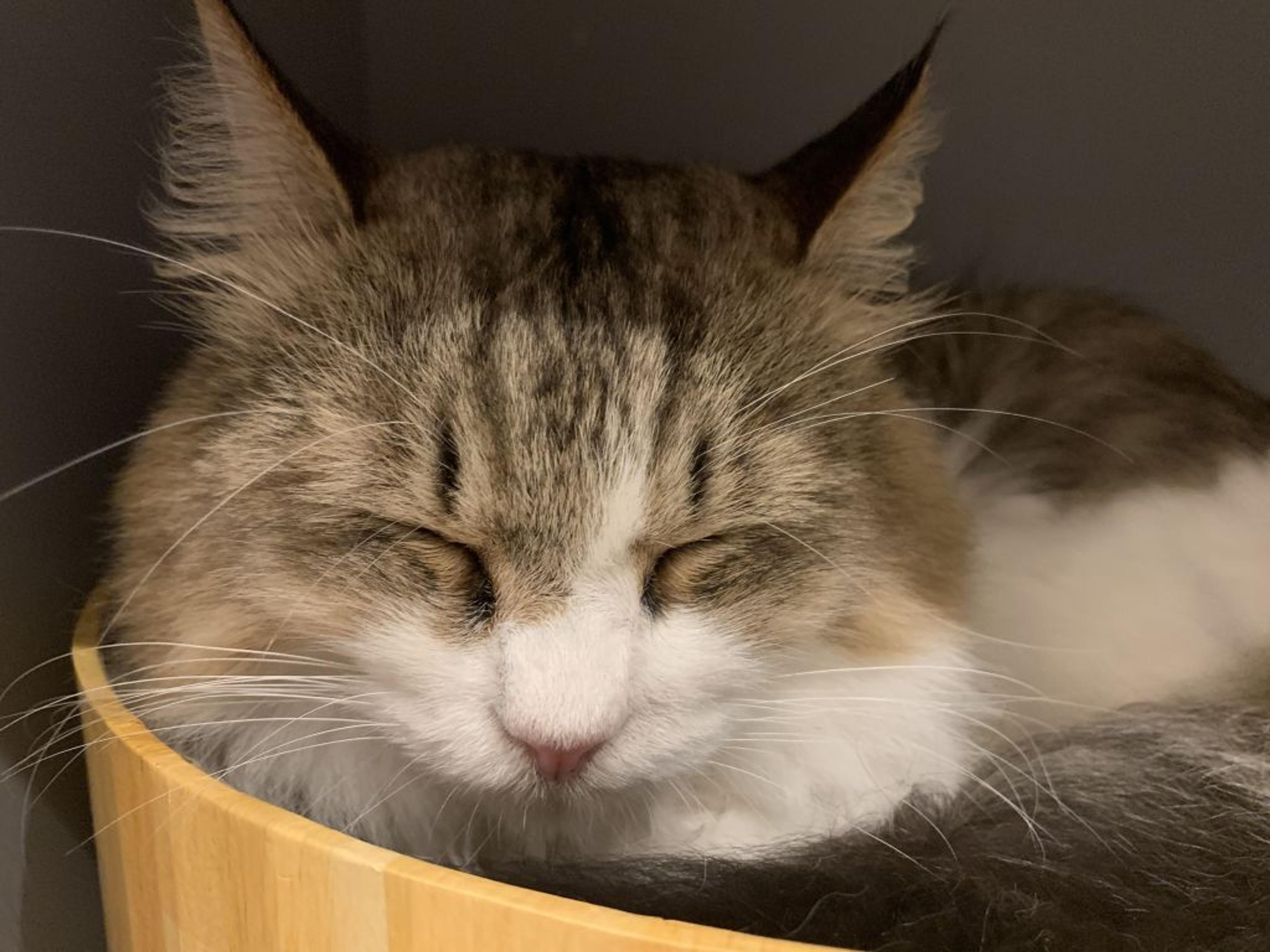 pet-image-3