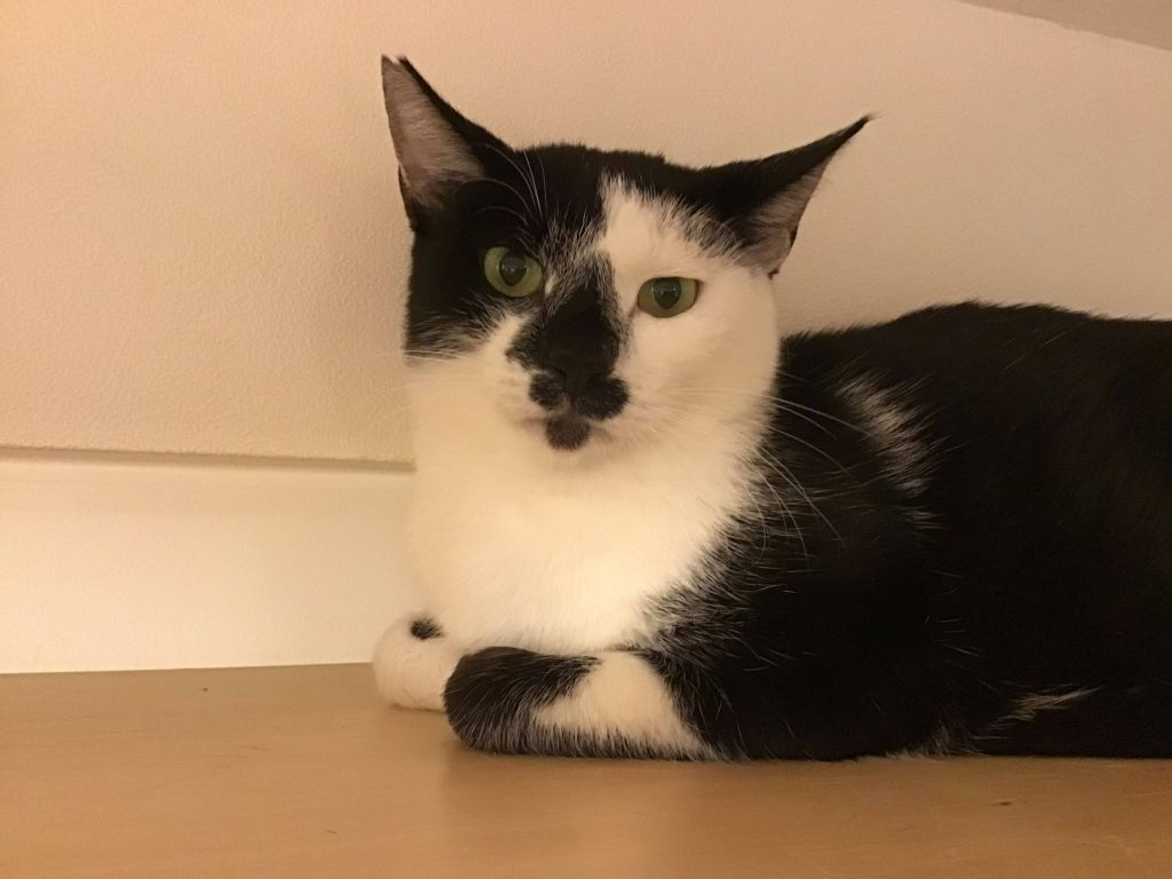 雑種（ミックス猫）・オスの里親募集の写真