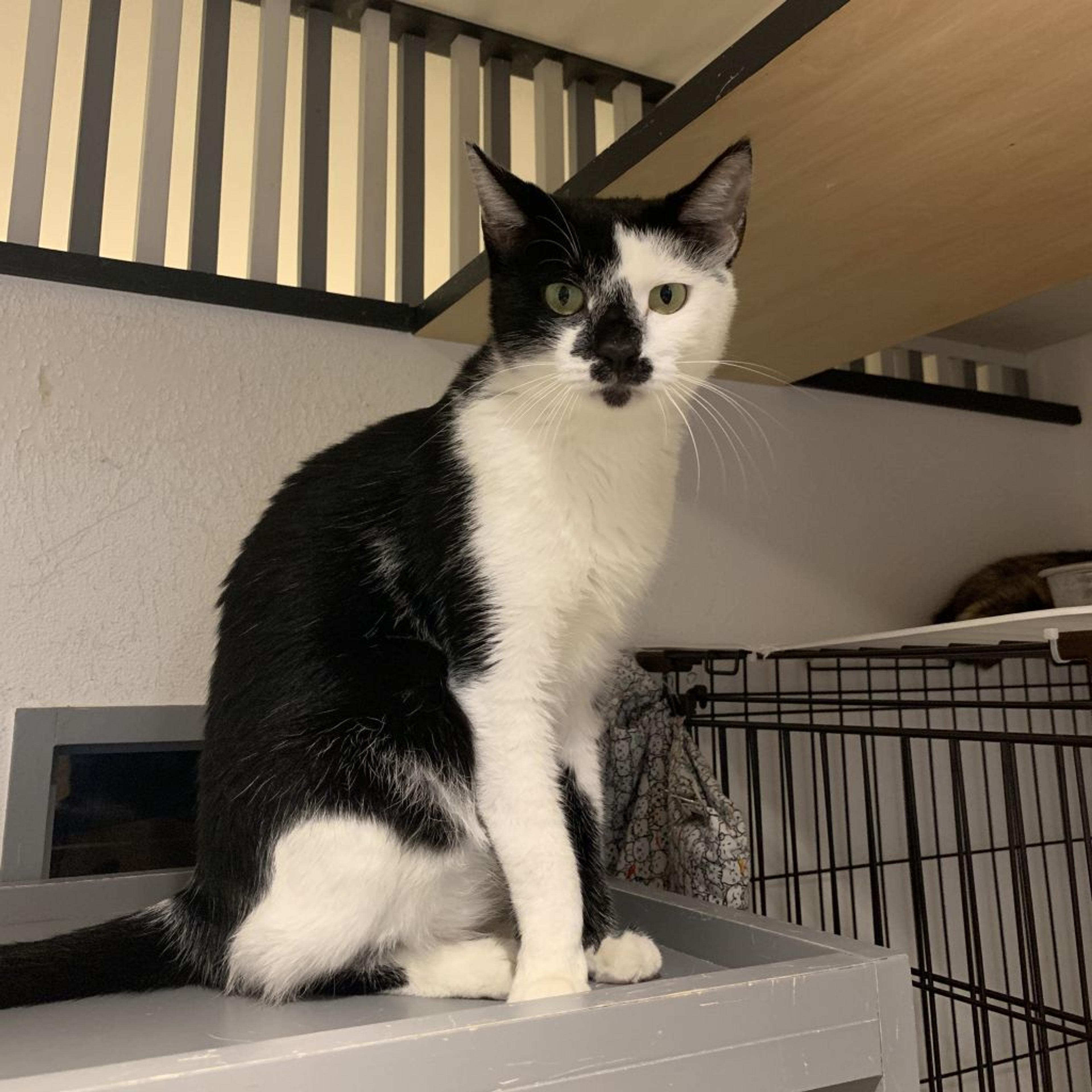 pet-image-2