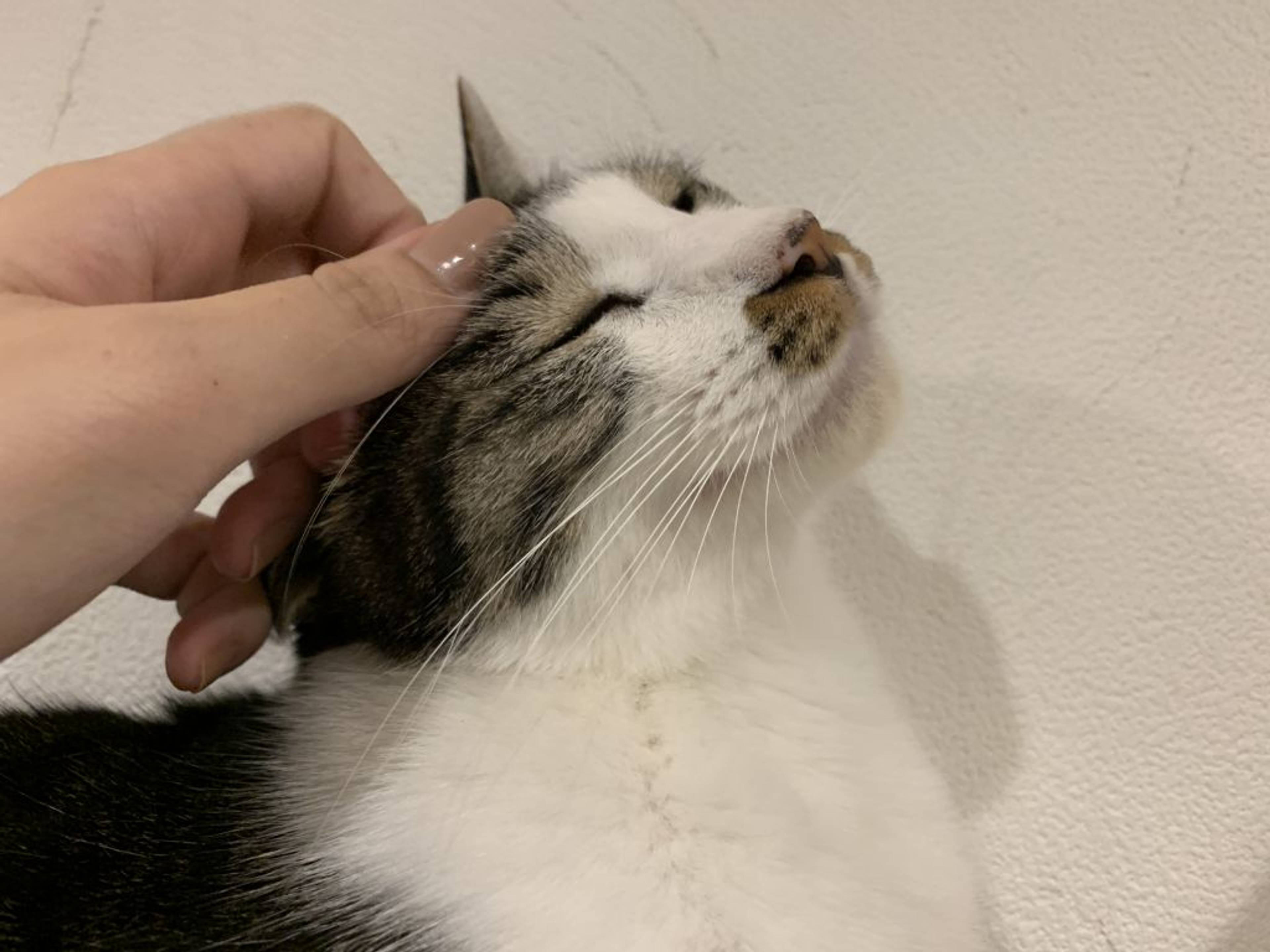 雑種（ミックス猫）・オスの里親募集の写真