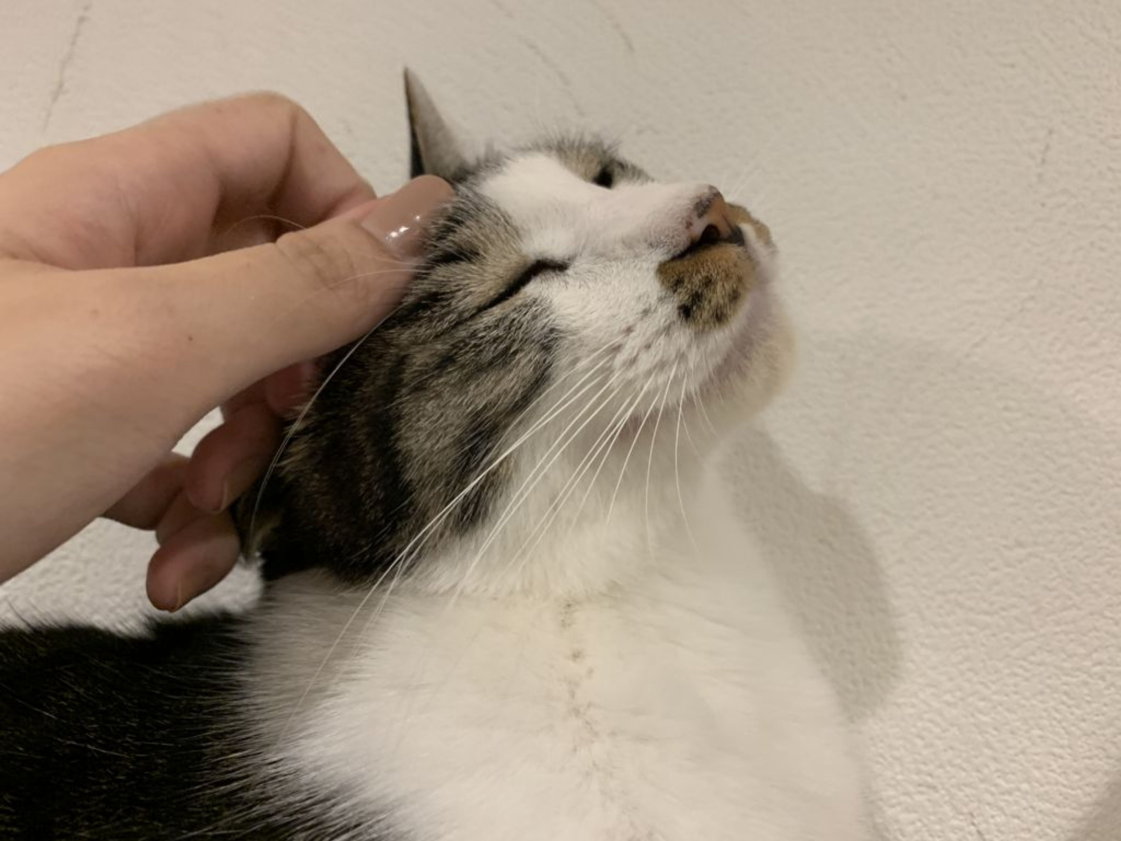 雑種（ミックス猫）・オスの里親募集の写真