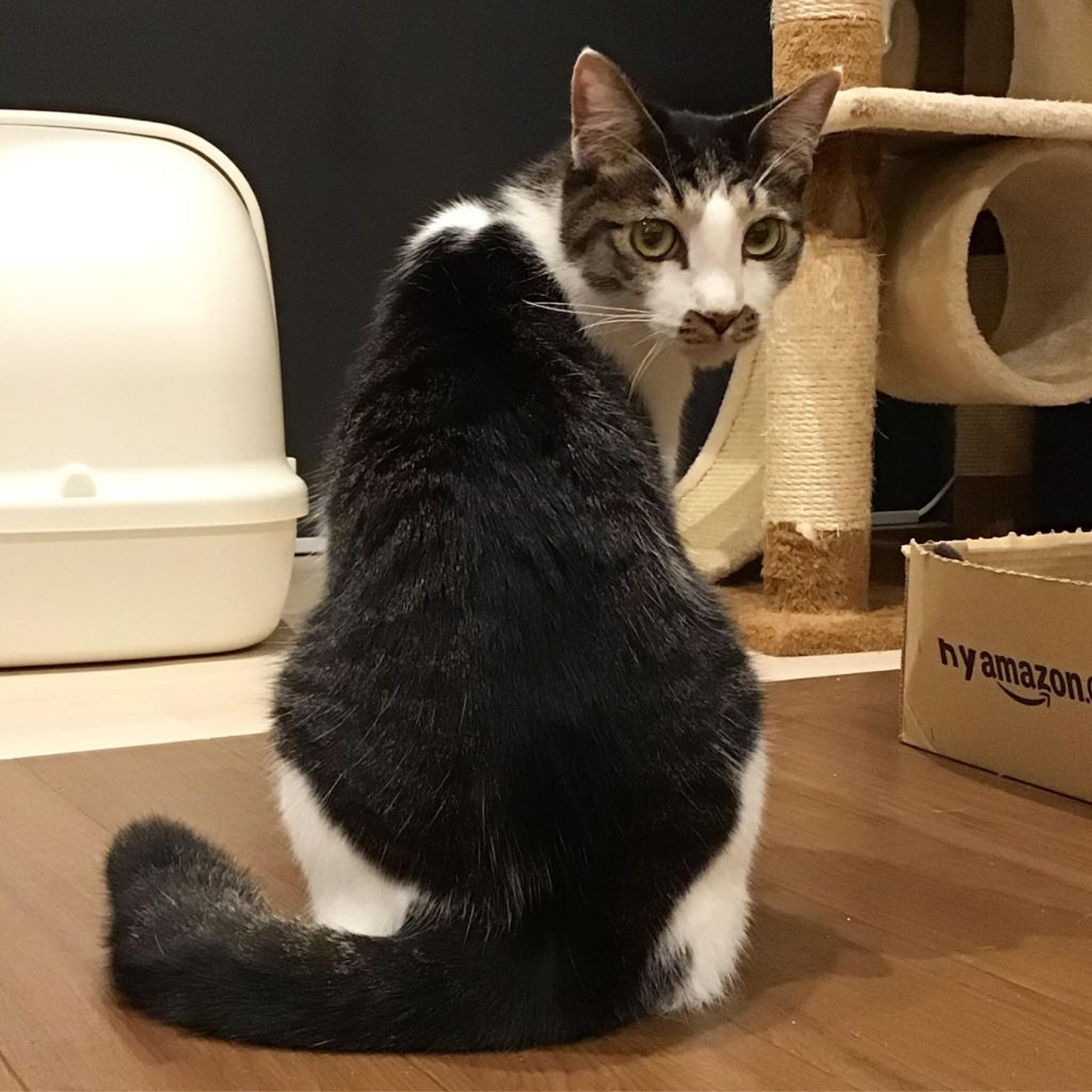 pet-image-2